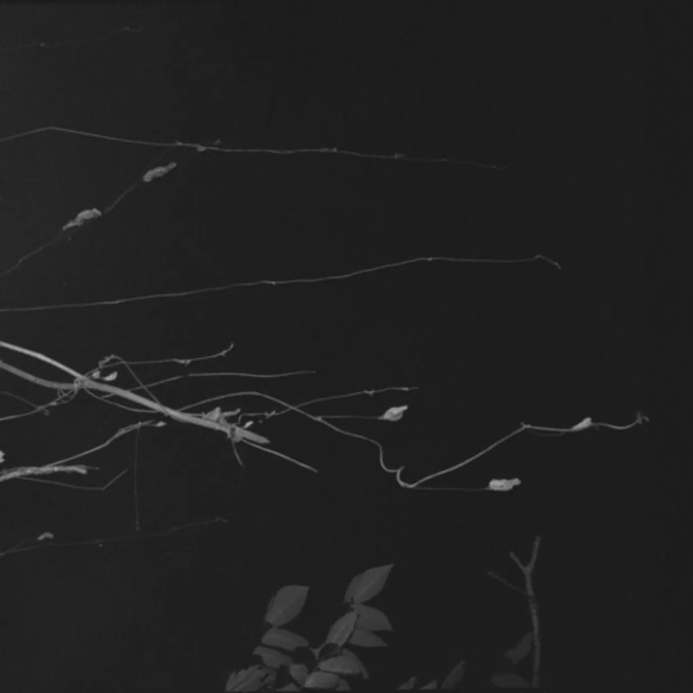 Eiko Ishibashi / Jim O'Rourke / Tatsuhisa Yamamoto SAKURAZA Vinyl Record