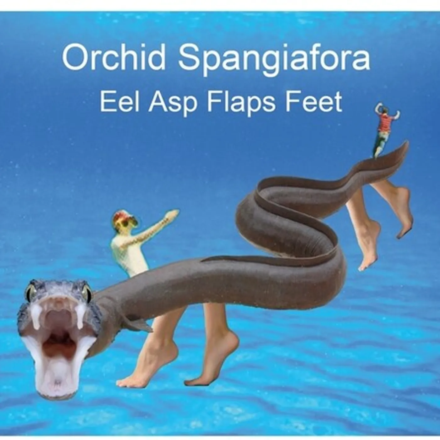 Orchid Spangiafora EEL ASP FLAPS FEET CD