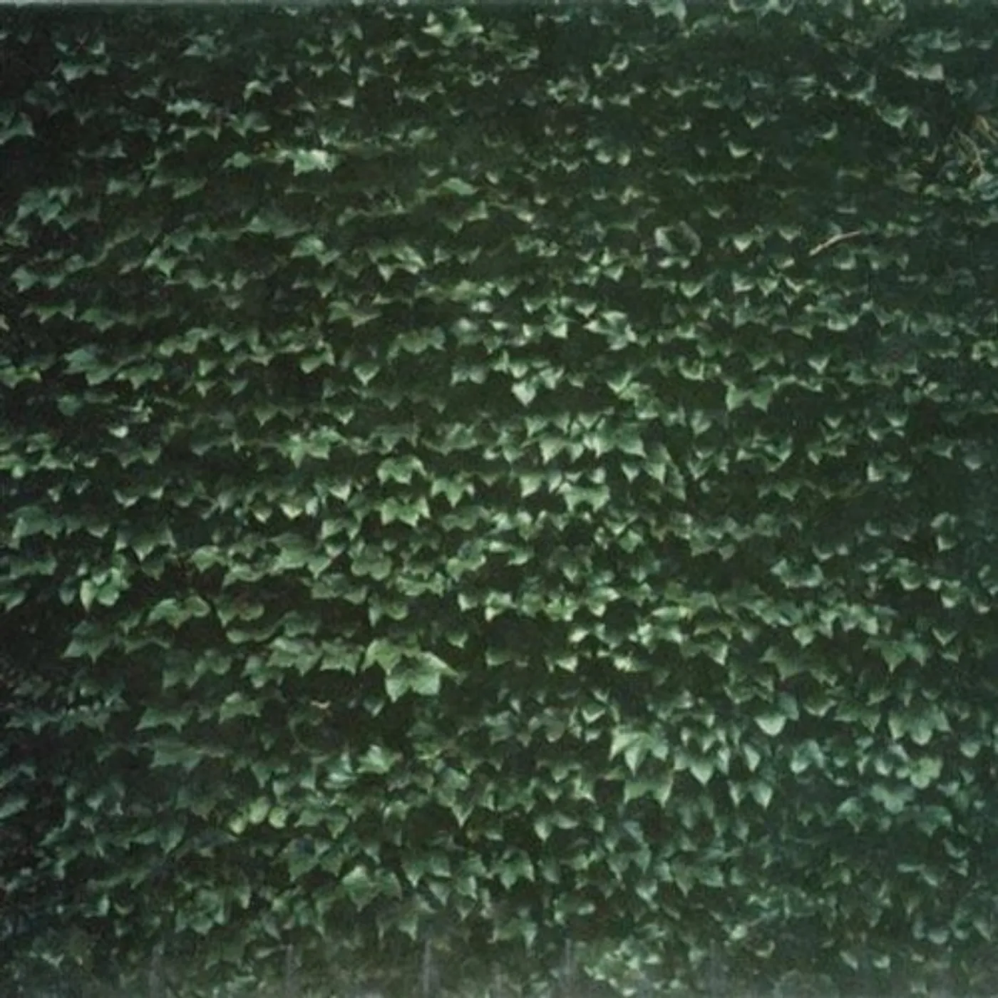 Tarentel ORDER OF THINGS CD