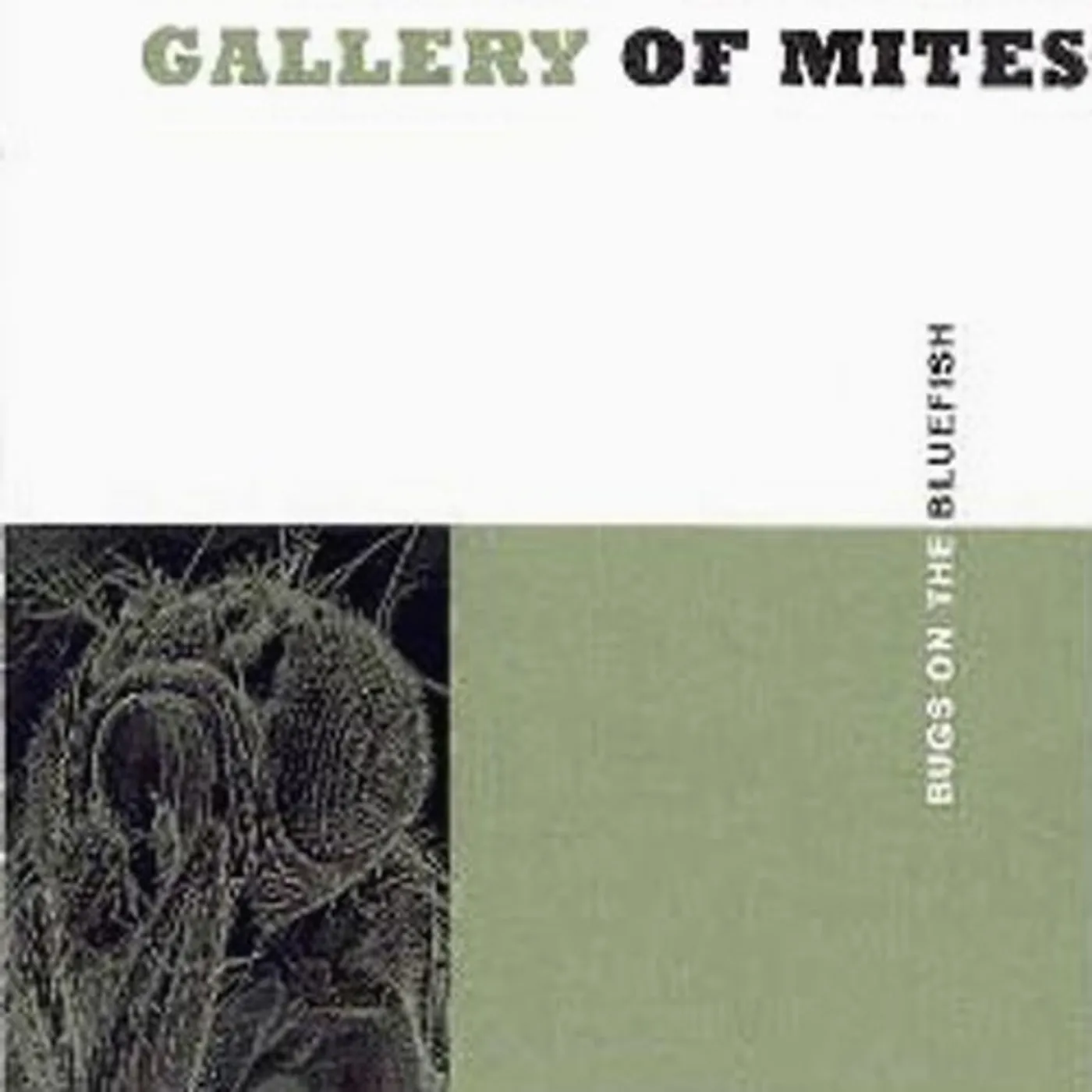Gallery of Mites BUGS ON THE BLUEFISH CD