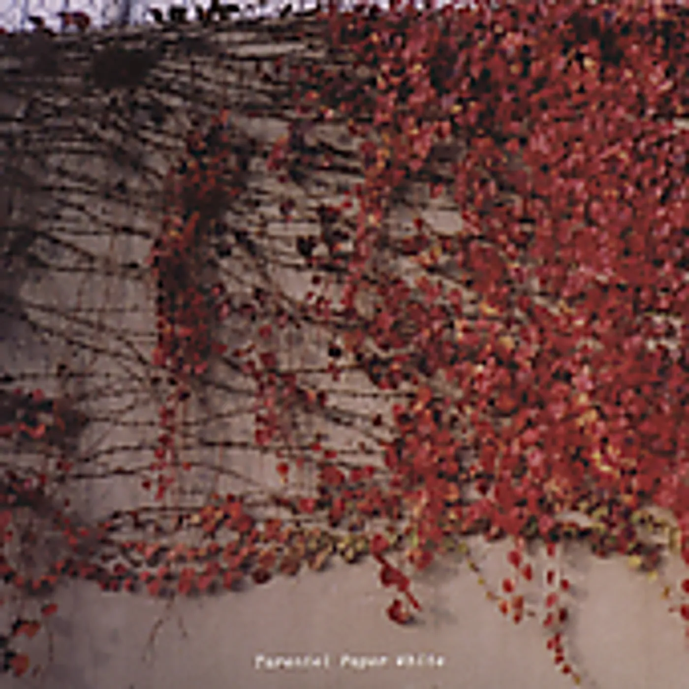 Tarentel PAPER WHITE CD