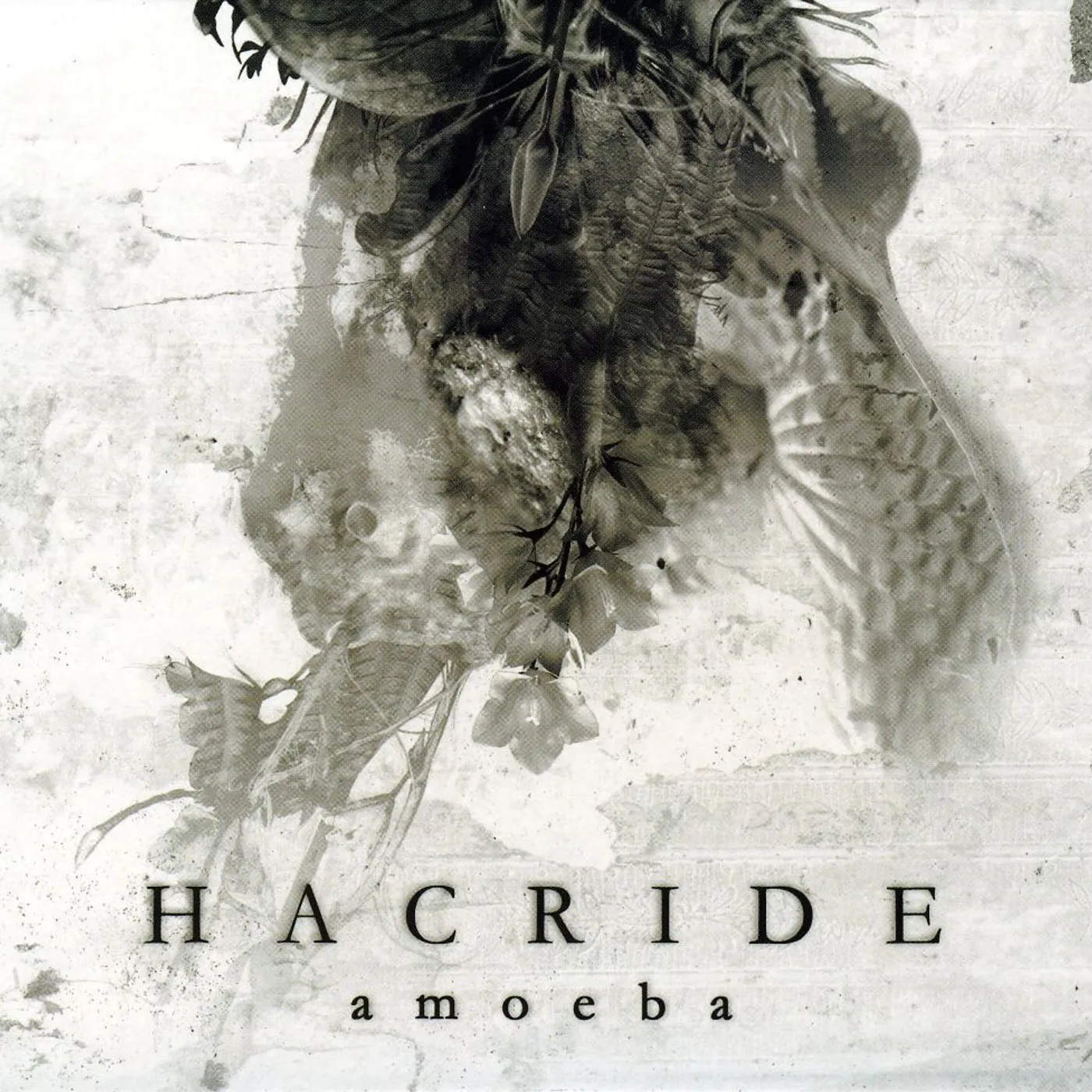 Hacride AMOEBA CD