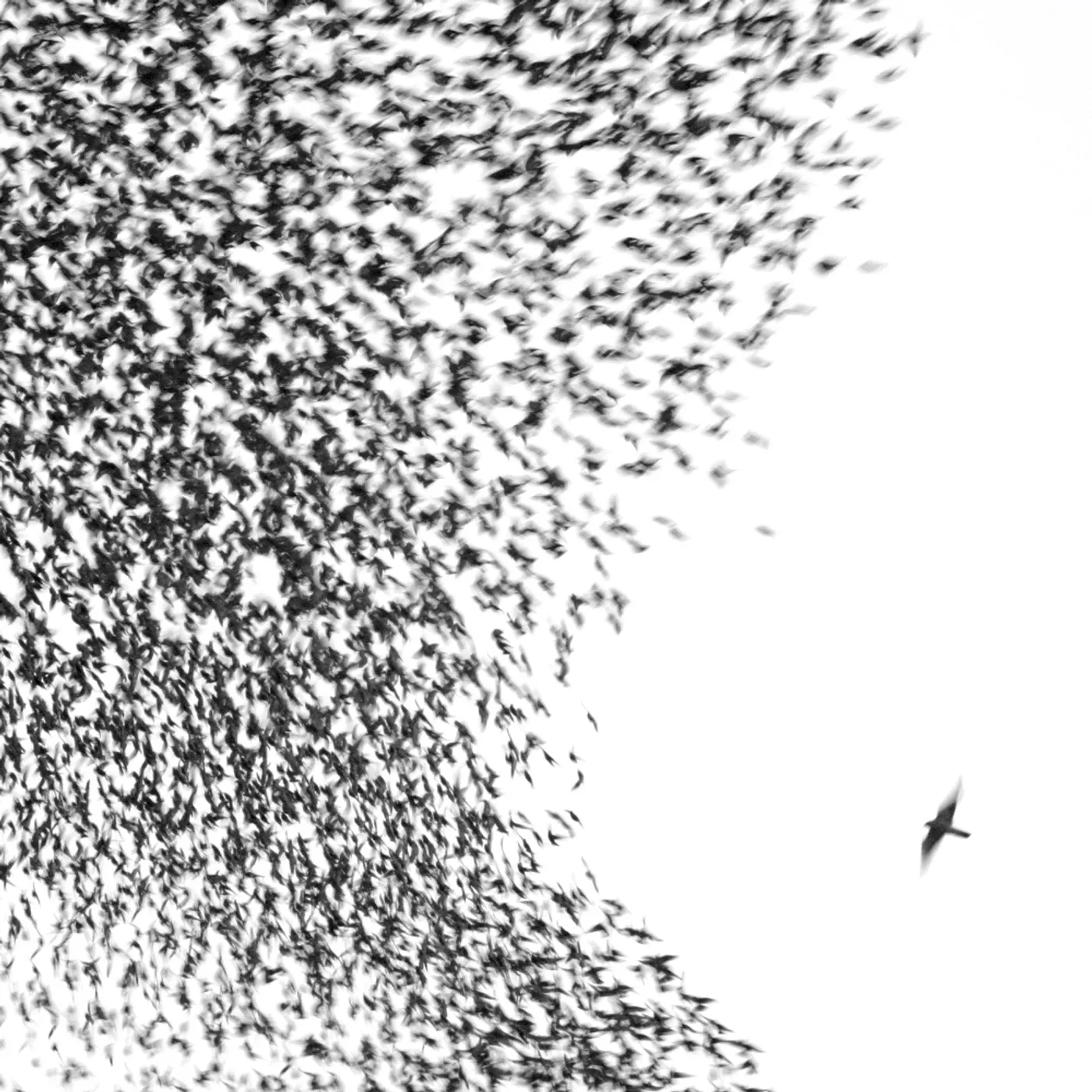 Wilco Sky Blue Sky Vinyl Record