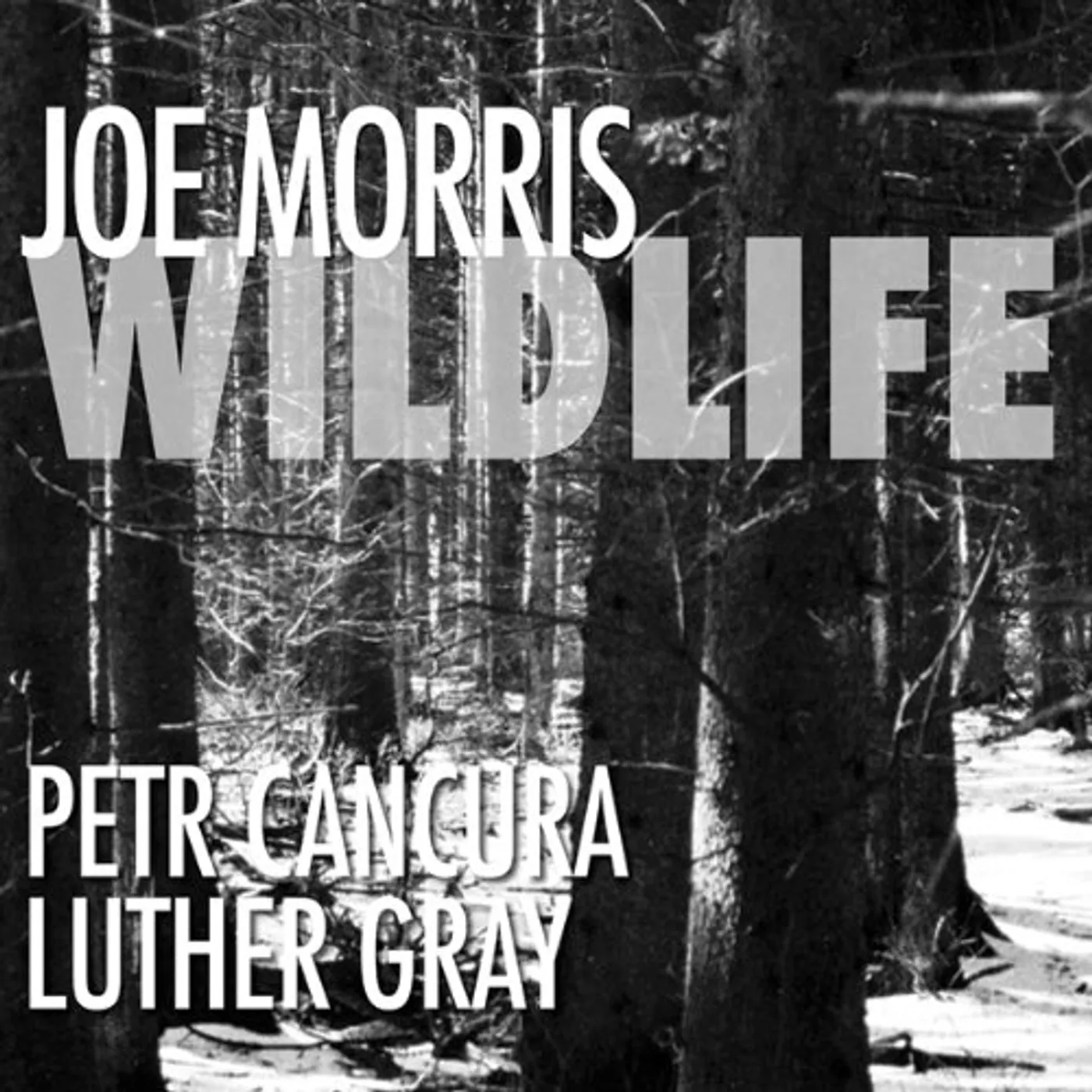 Joe Morris WILDLIFE CD