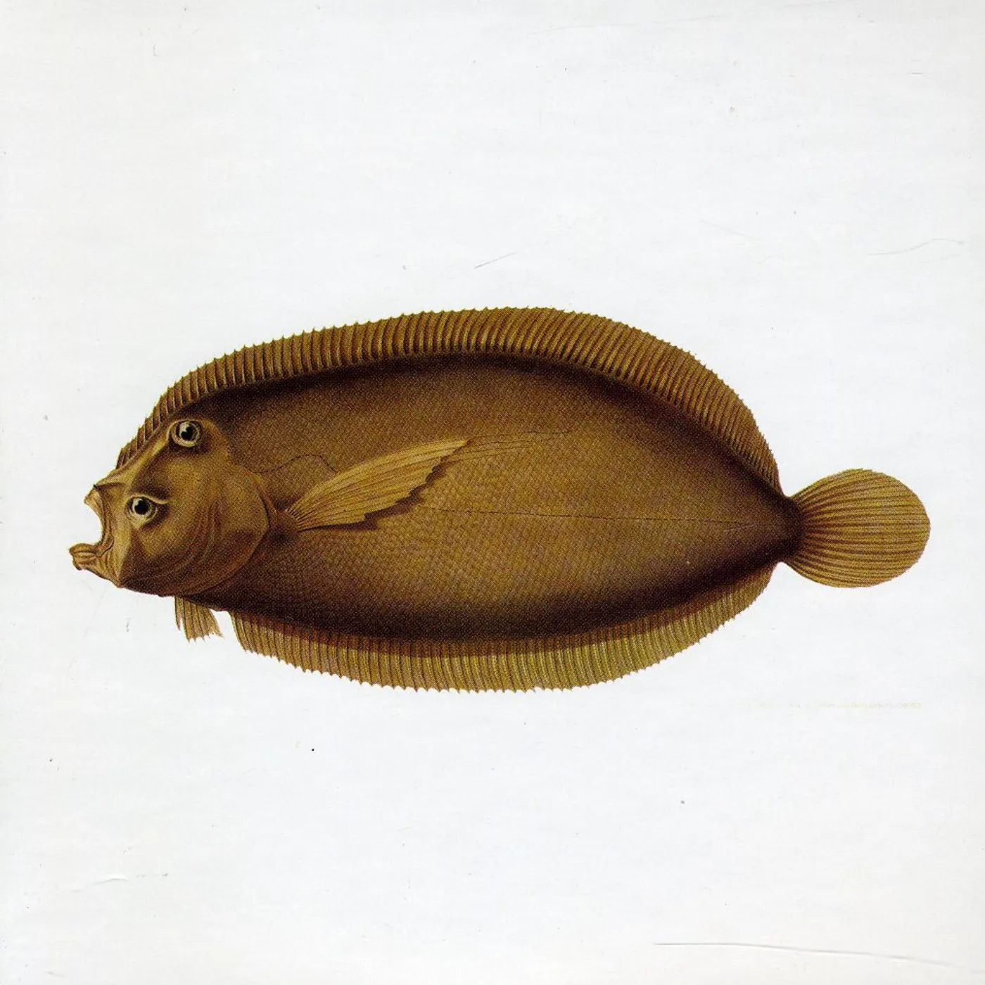 BLUE WATER WHITE DEATH CD