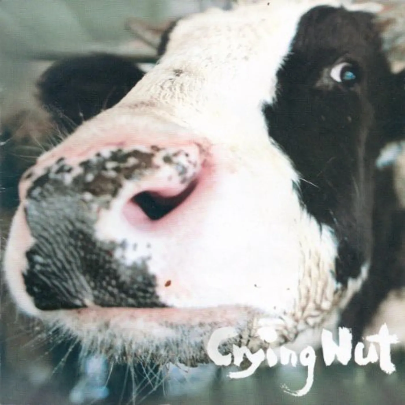 CRYING NUT OK COW OF PASTURE CD