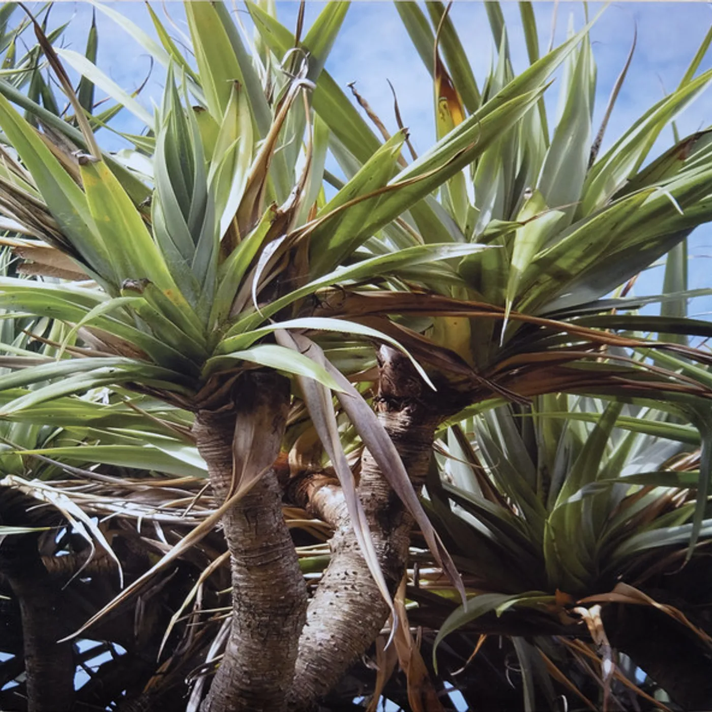 The Deadnotes ORANGE TRUMPET Vinyl Record