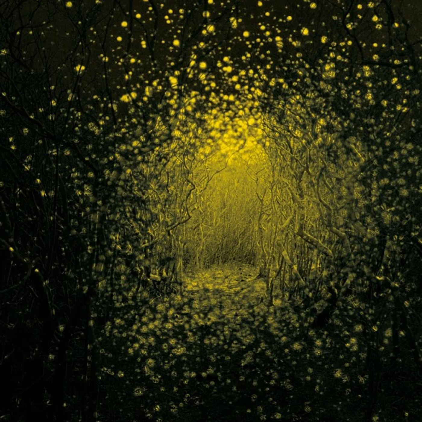 Antlers BURST APART CD