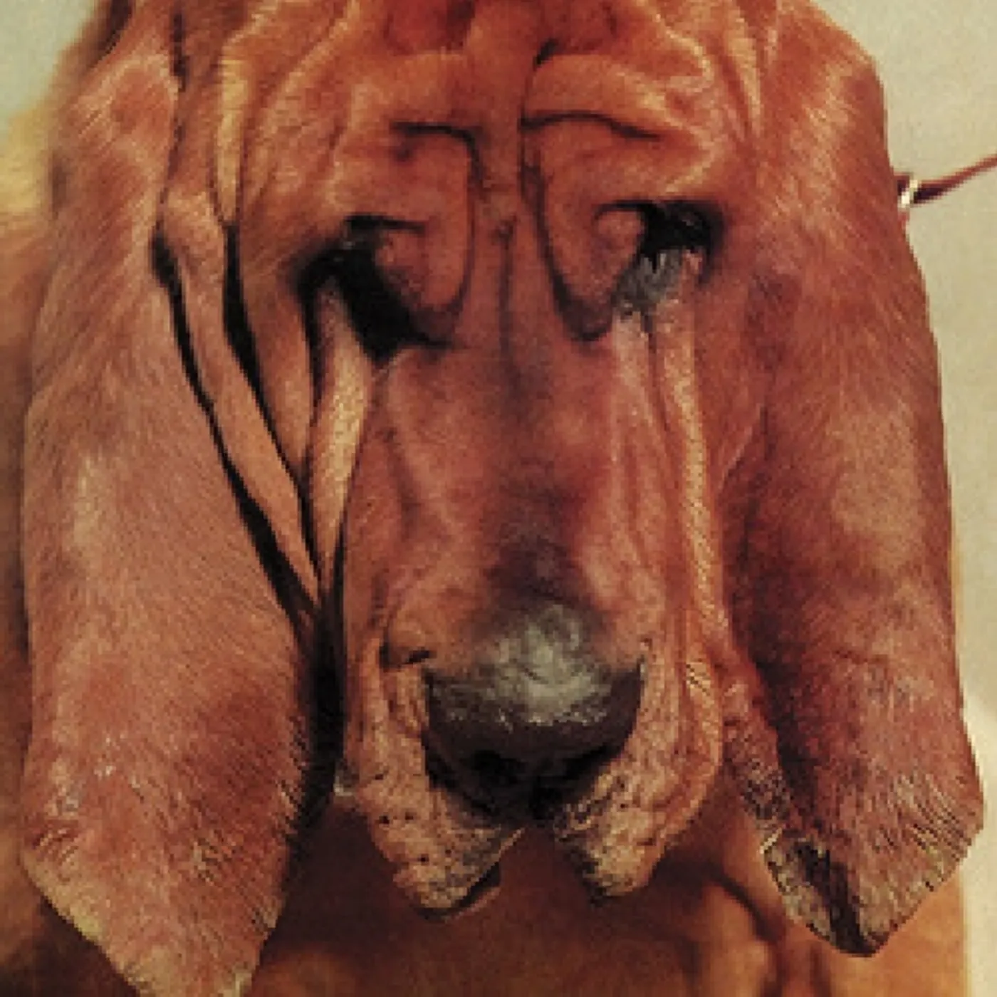 Ty Segall GOODBYE BREAD CD