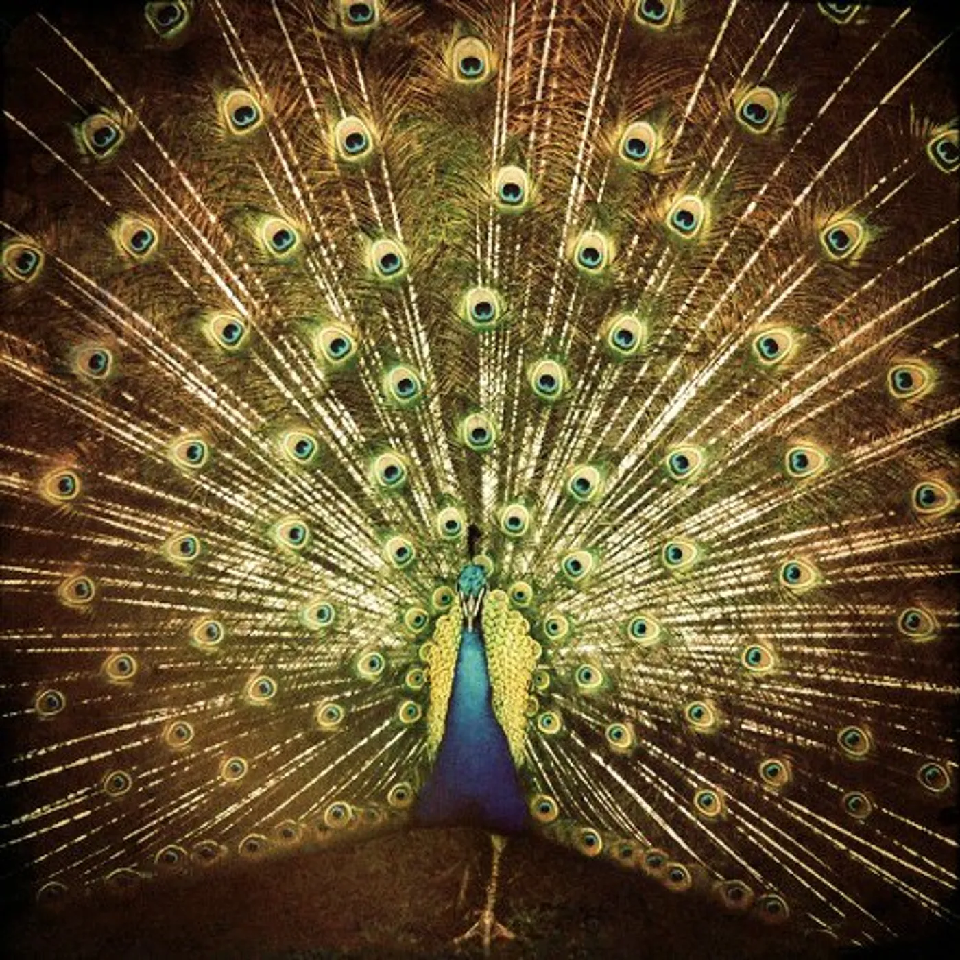 Ani DiFranco WHICH SIDE ARE YOU ON CD