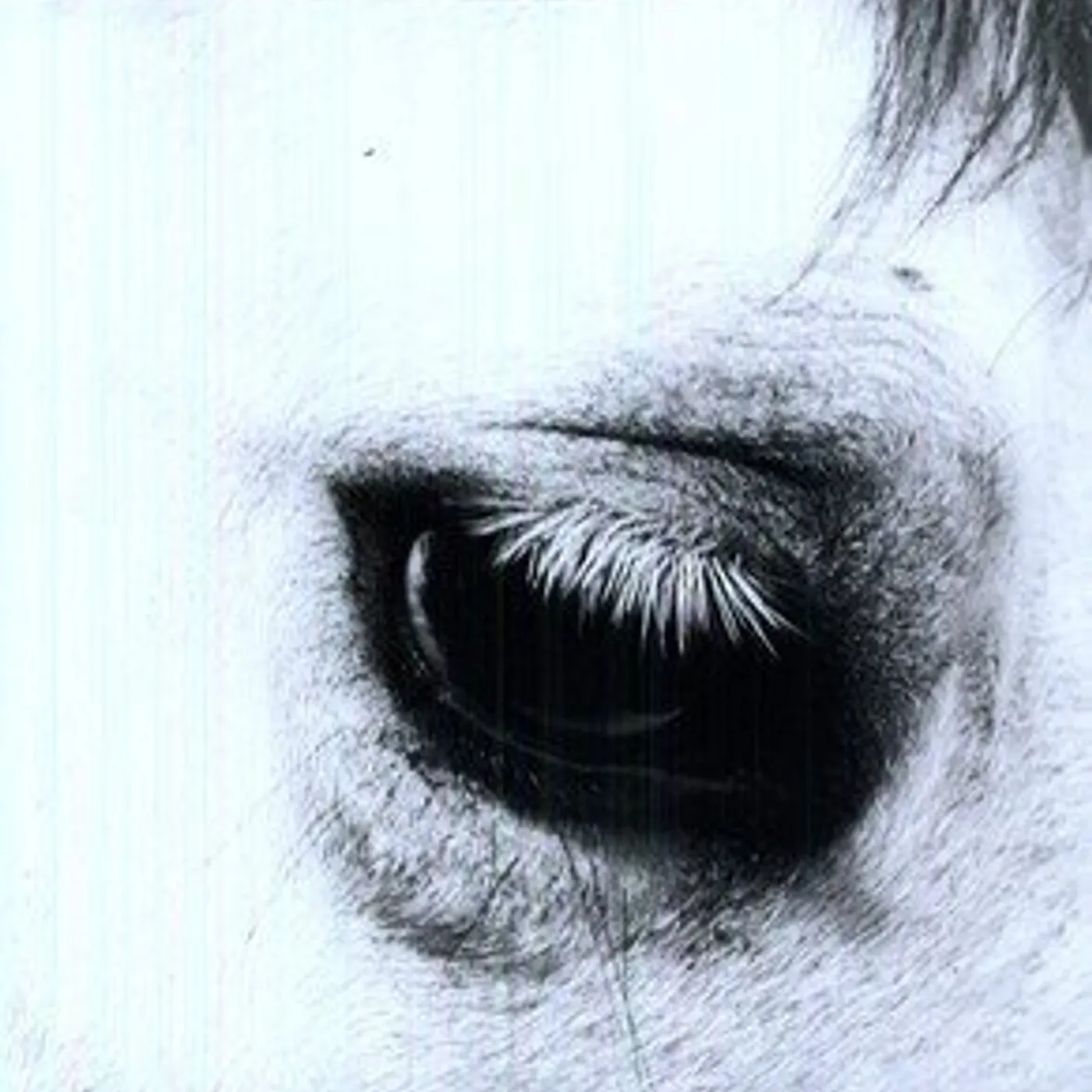 Creepoid Horse Heaven Vinyl Record