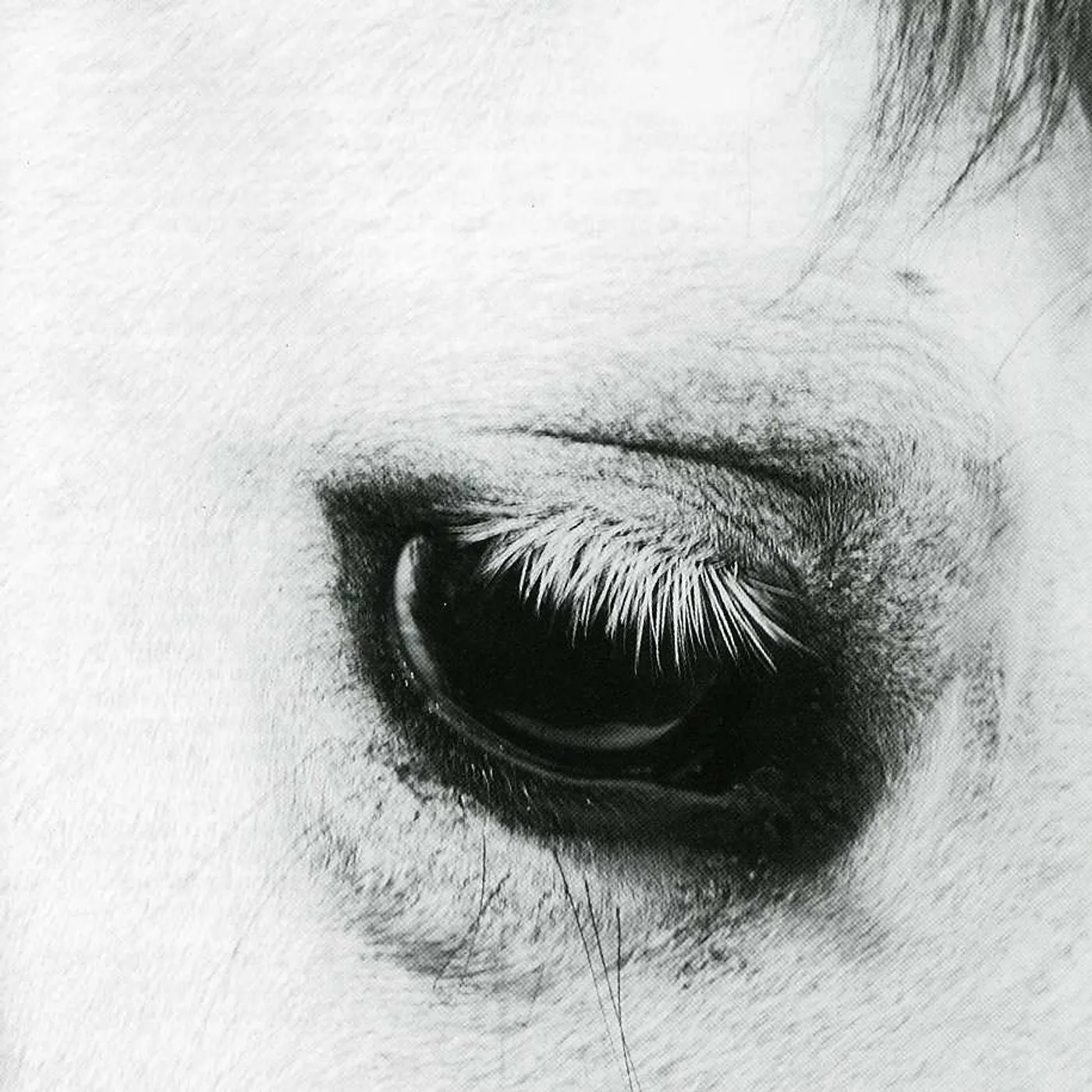 Creepoid HORSE HEAVEN CD
