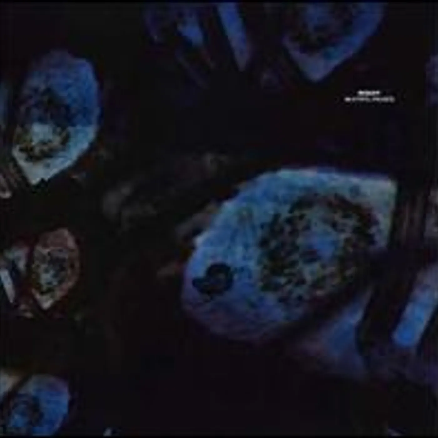 Reboot Beautiful Parasite Vinyl Record