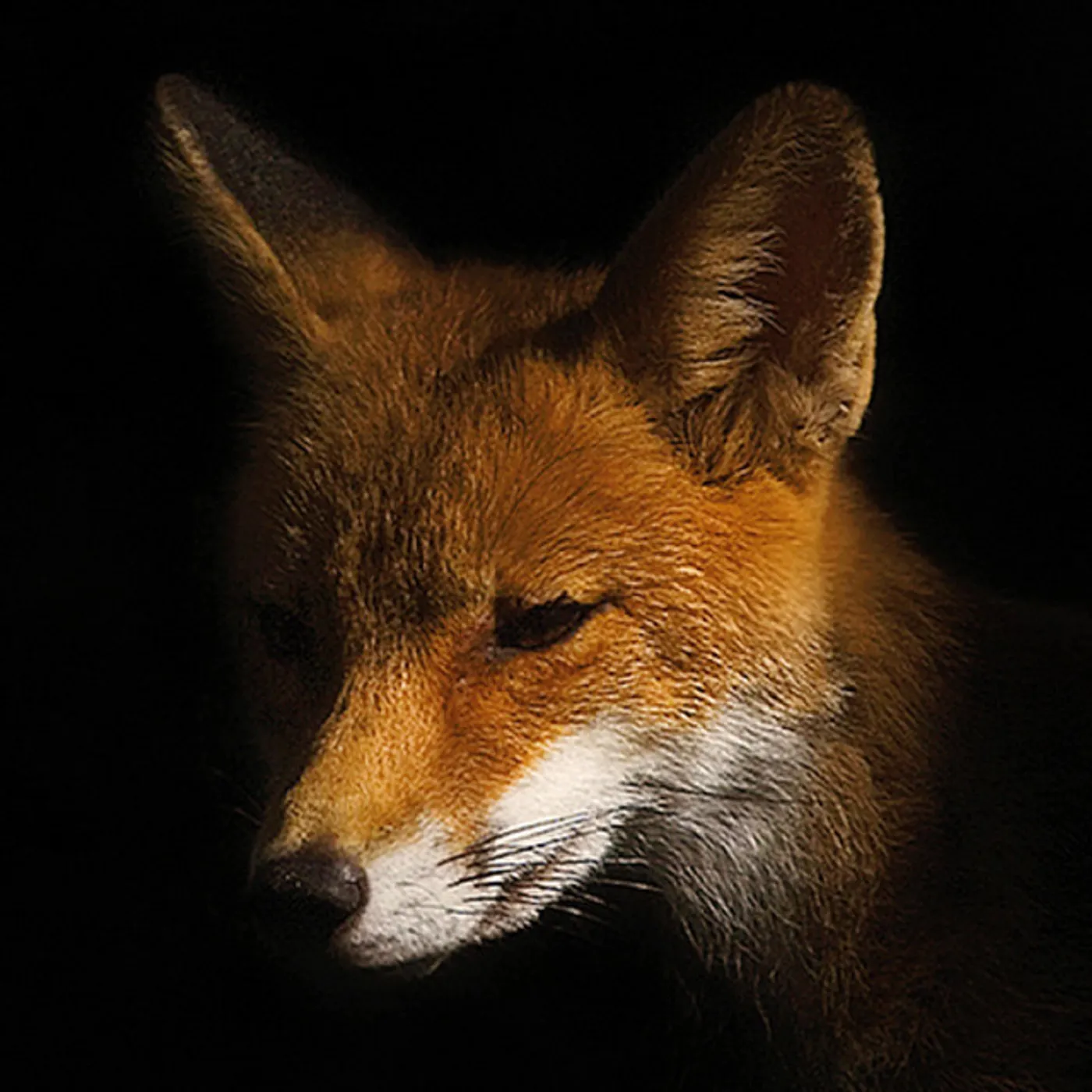 Mike Shannon FOXOLOGY Vinyl Record