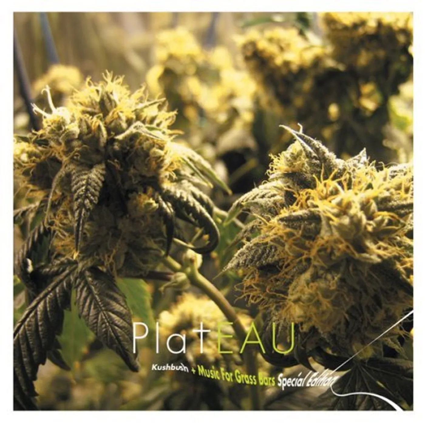 platEAU KUSHBUSH + MUSIC FOR GRASS BARS CD