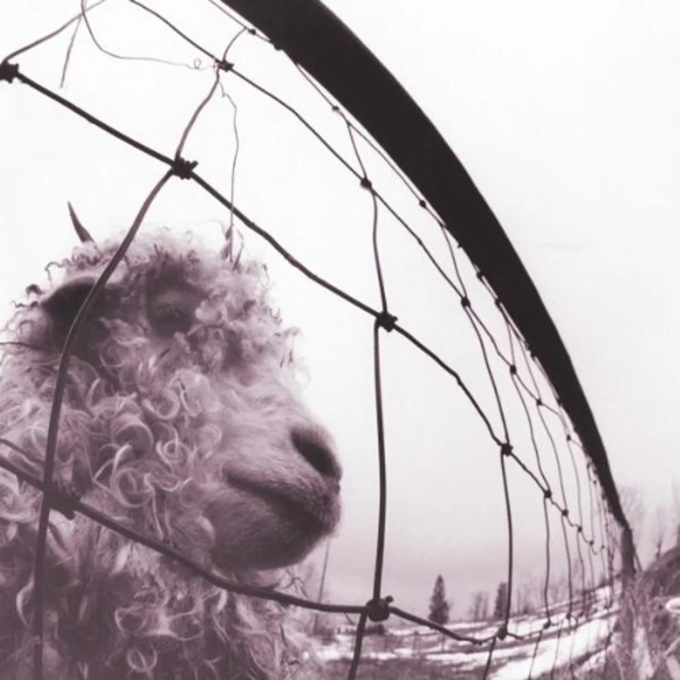 Pearl Jam VS Vinyl Record - Holland Release