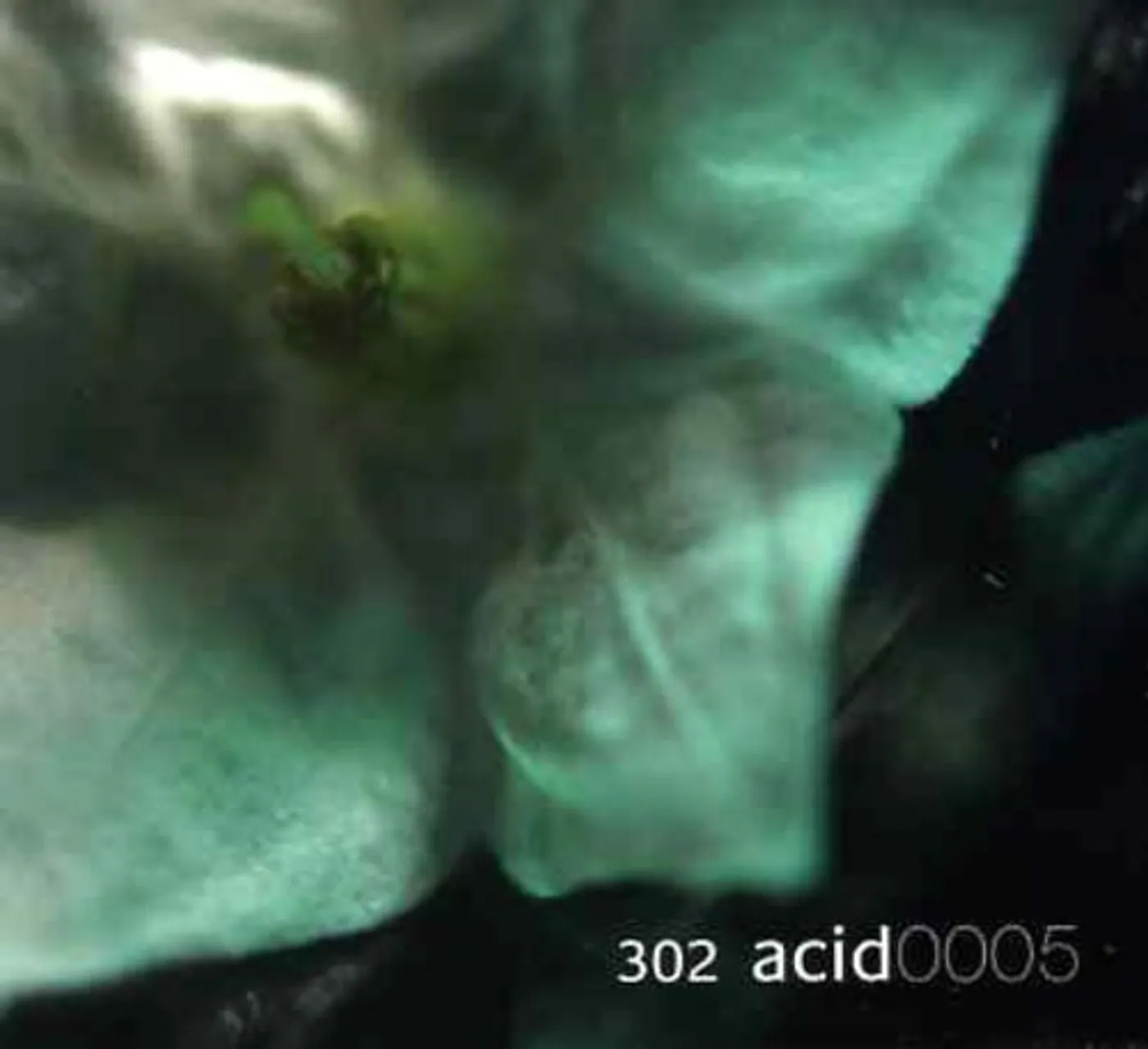 302 Acid