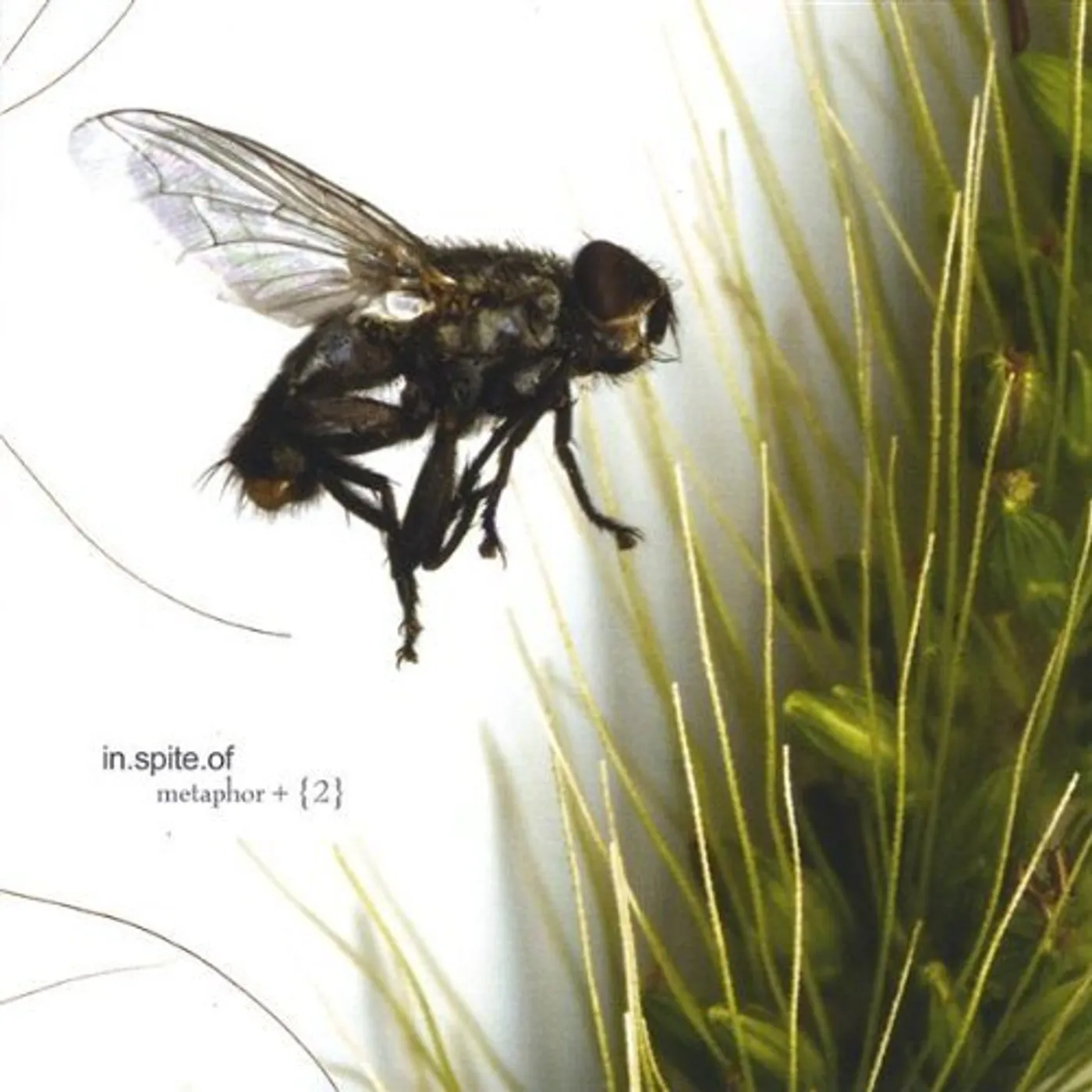 in.spite.of METAPHOR CD
