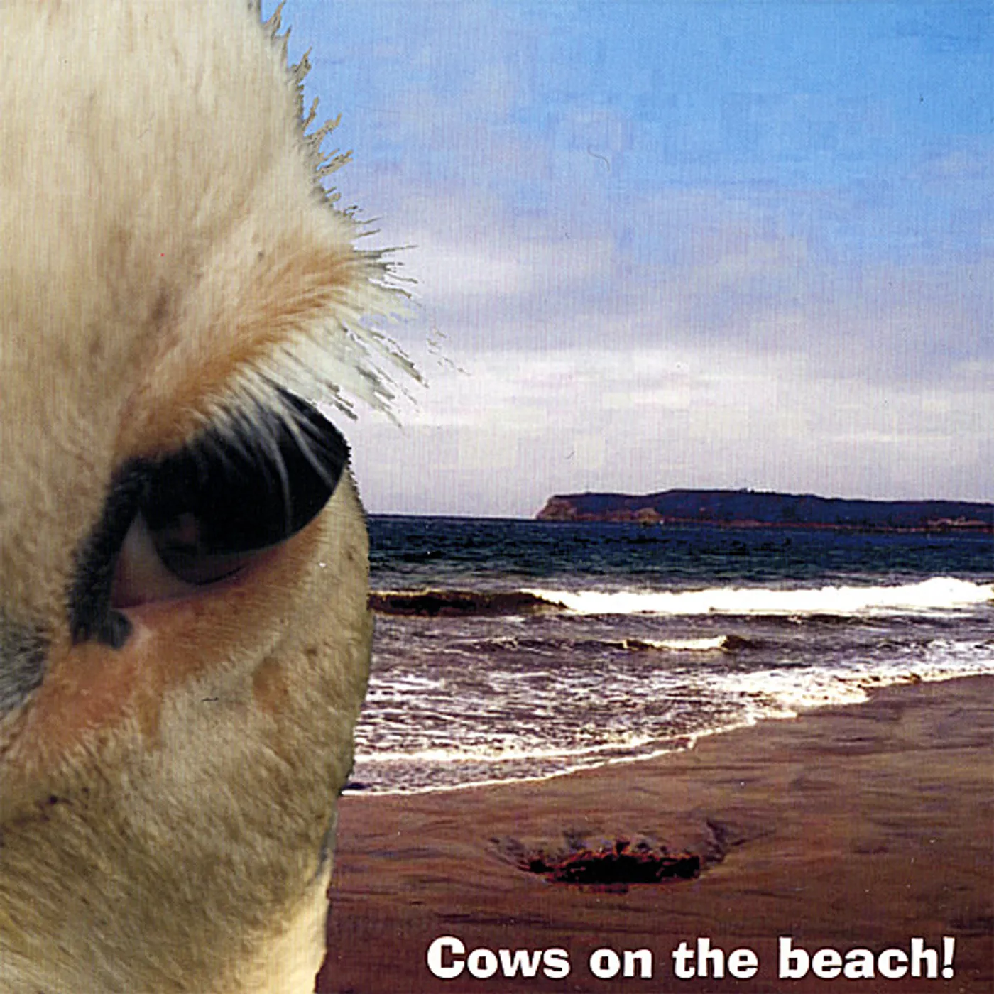 Mickey Mikesell COWS ON THE BEACH! CD