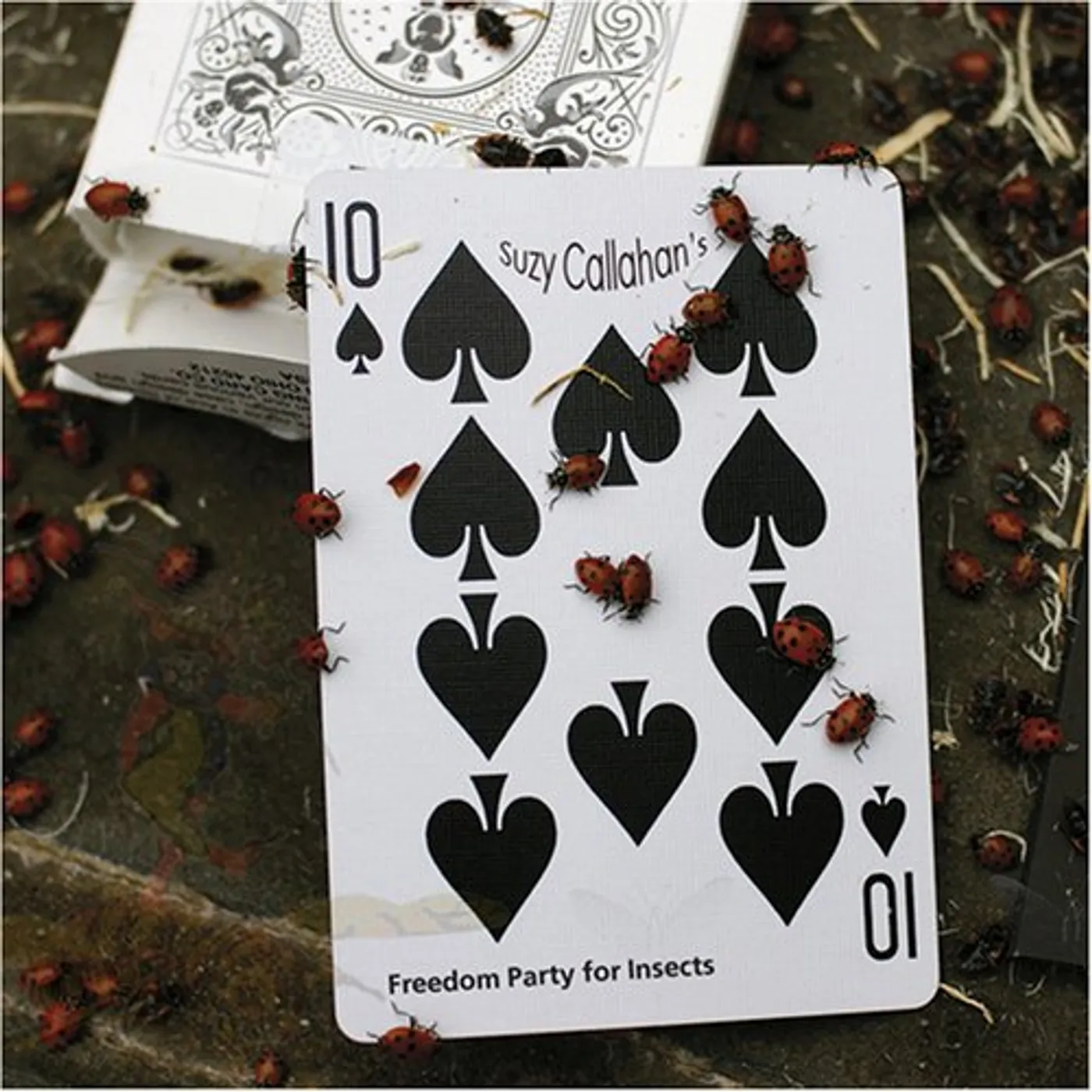 Suzy Callahan FREEDOM PARTY FOR INSECTS CD