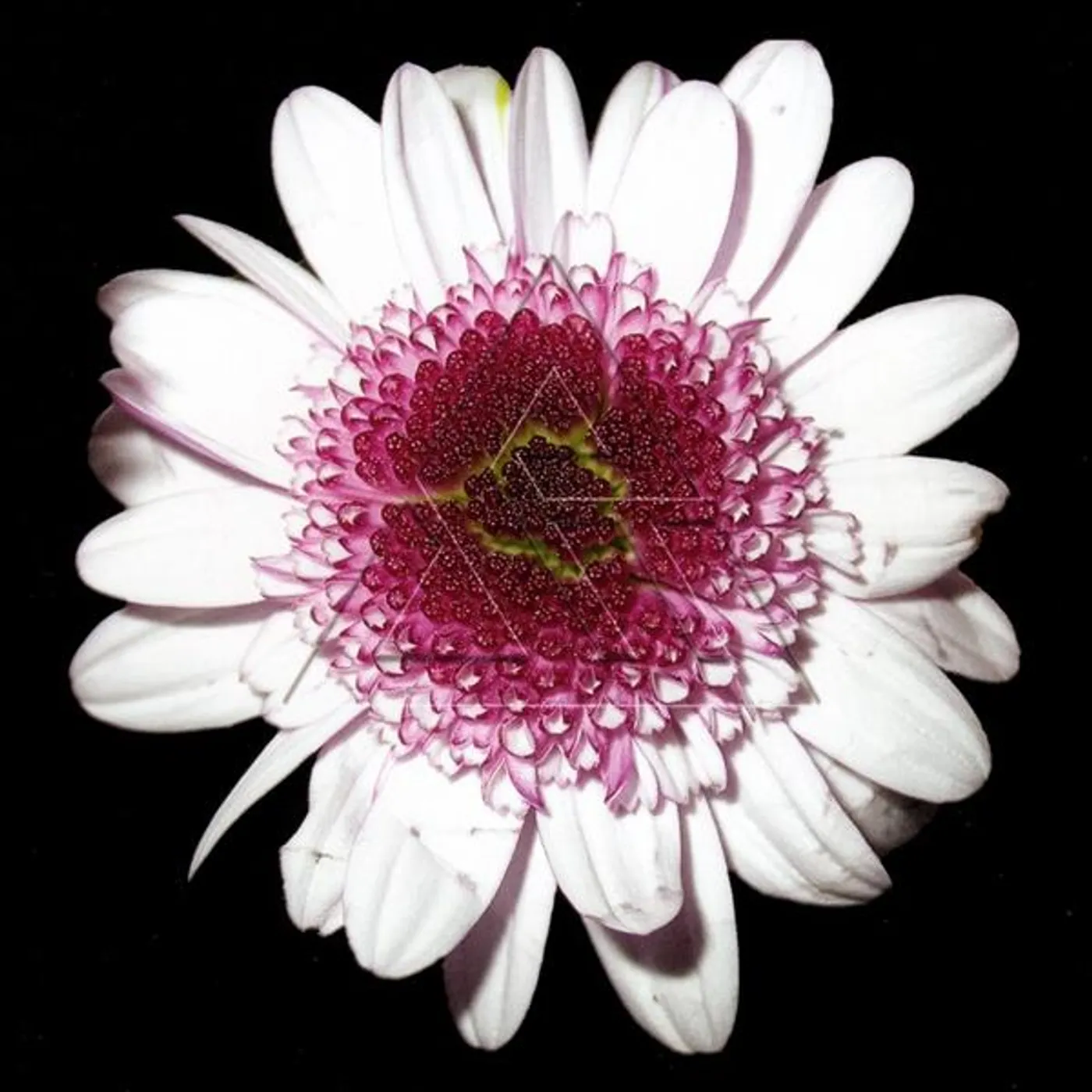 Shern Wong BLOOM CD