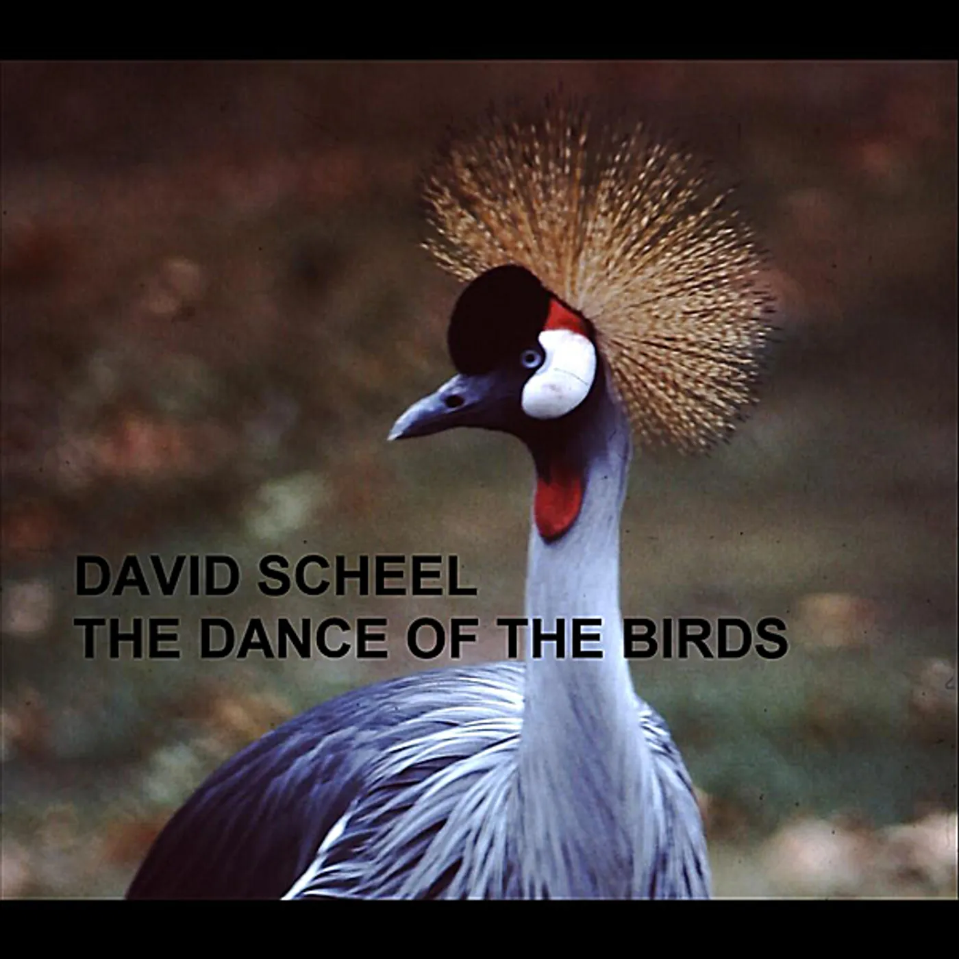 David Scheel DANCE OF THE BIRDS CD