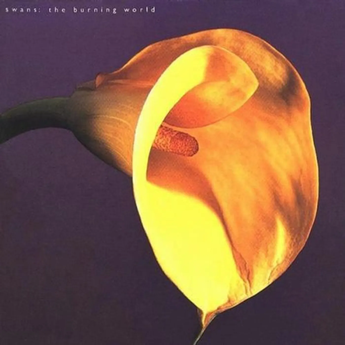 Swans BURNING WORLD Vinyl Record