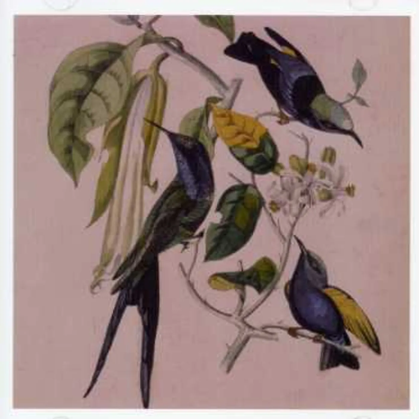 Susumu Yokota SAKURA CD