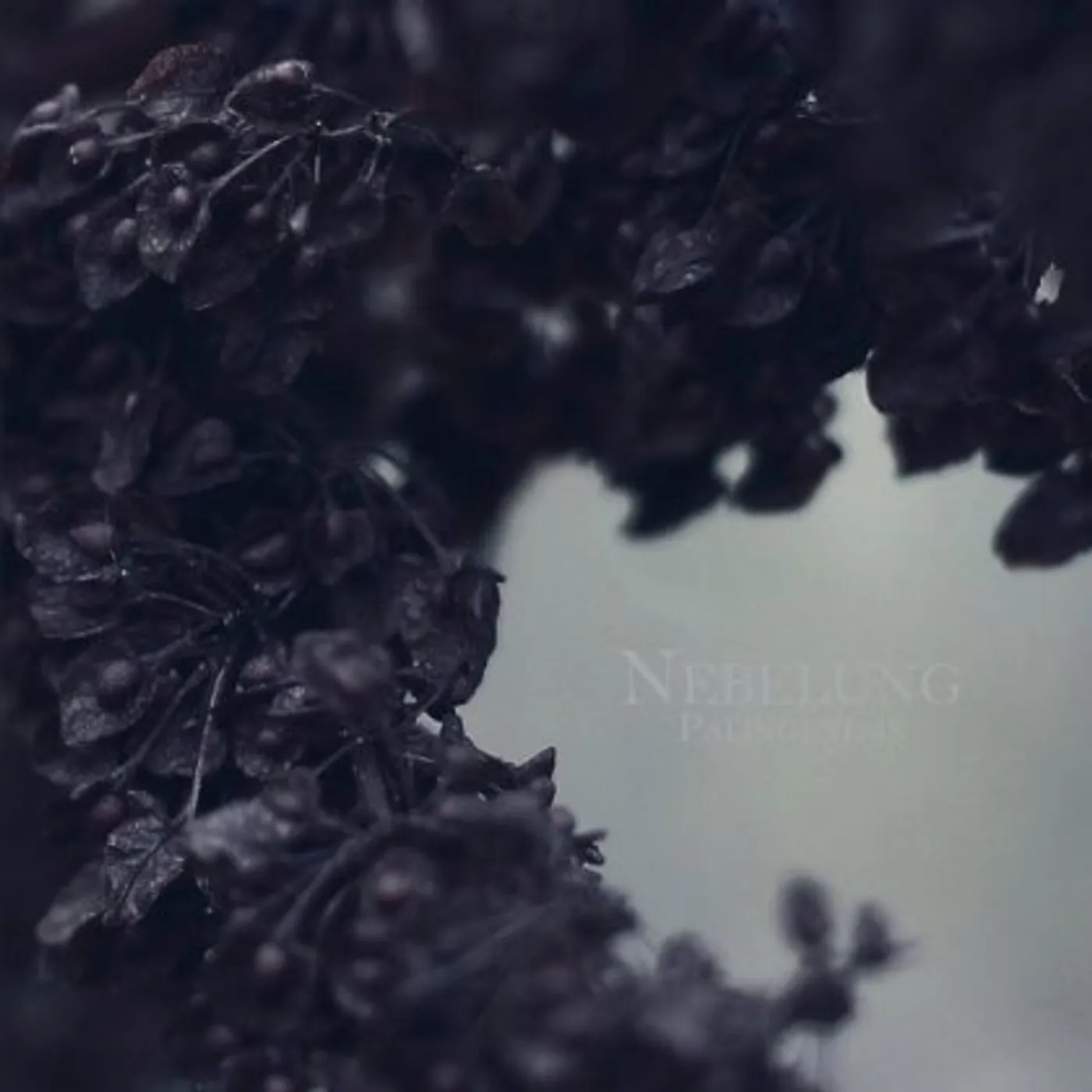 Nebelung PALINGENESIS CD