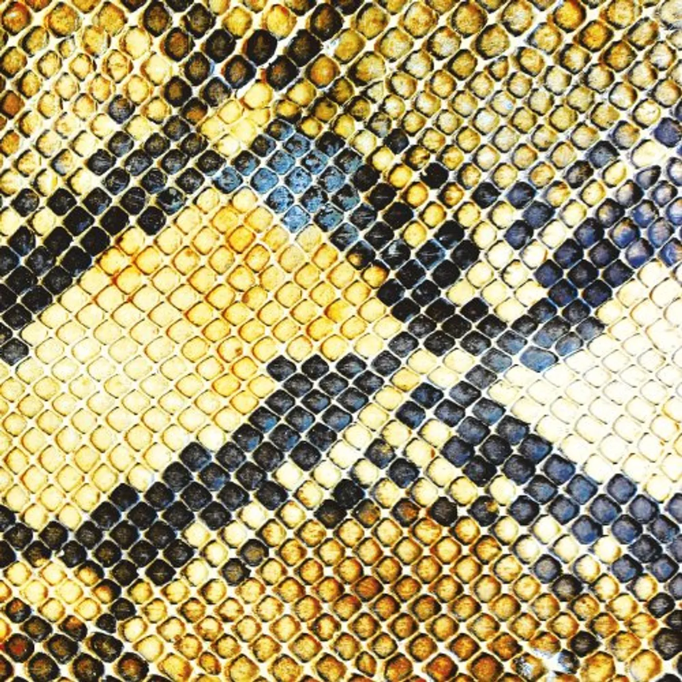 The Amazing Snakeheads Amphetamine Ballads Vinyl Record