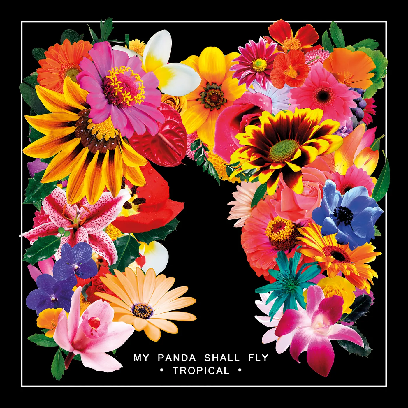 My Panda Shall Fly Tropical Vinyl Record