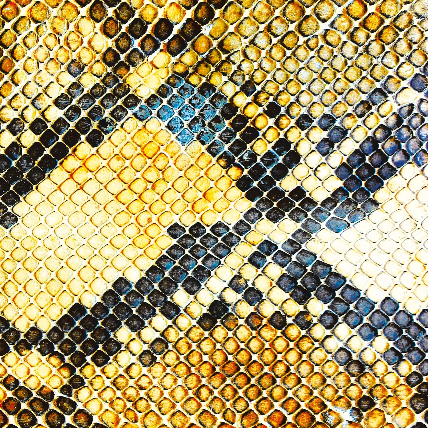 The Amazing Snakeheads Amphetamine Ballads Vinyl Record