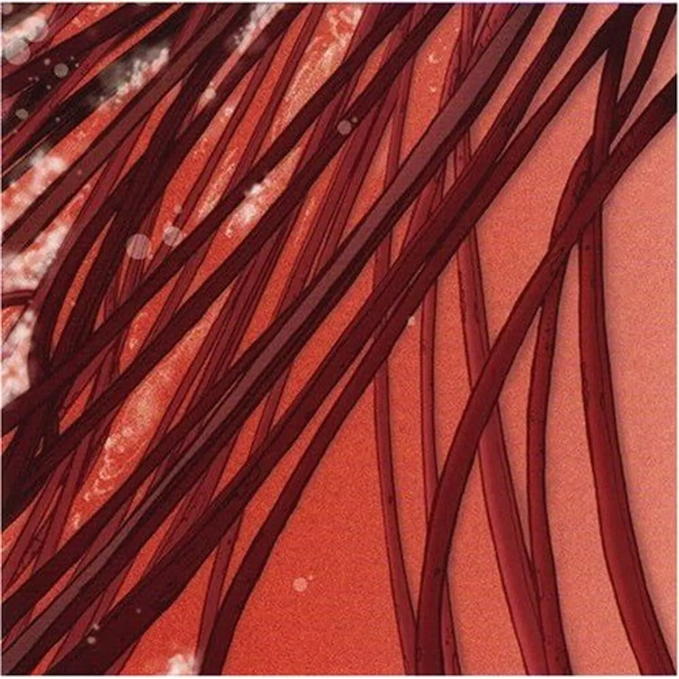 Recloose CARDIOLOGY CD