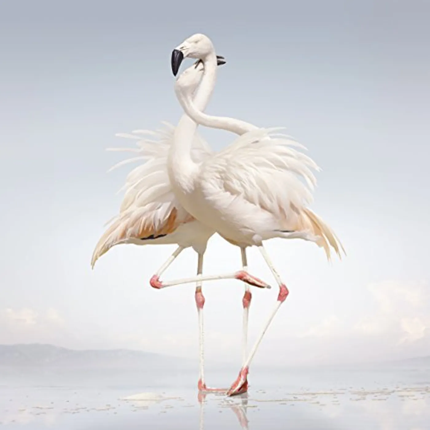 Rustie GREEN LANGUAGE CD