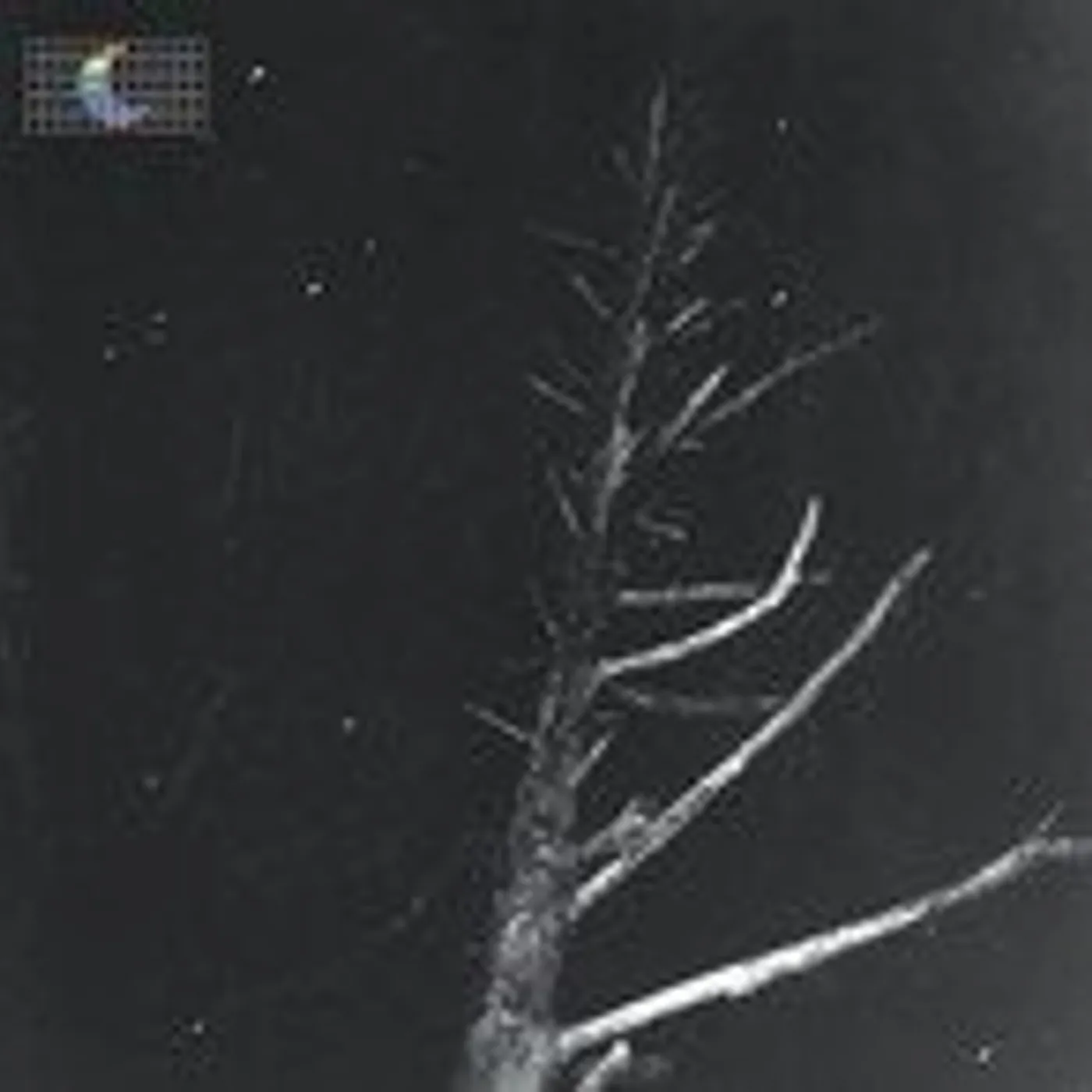 Peter Broderick (Colours of the Night) Satellite Vinyl Record