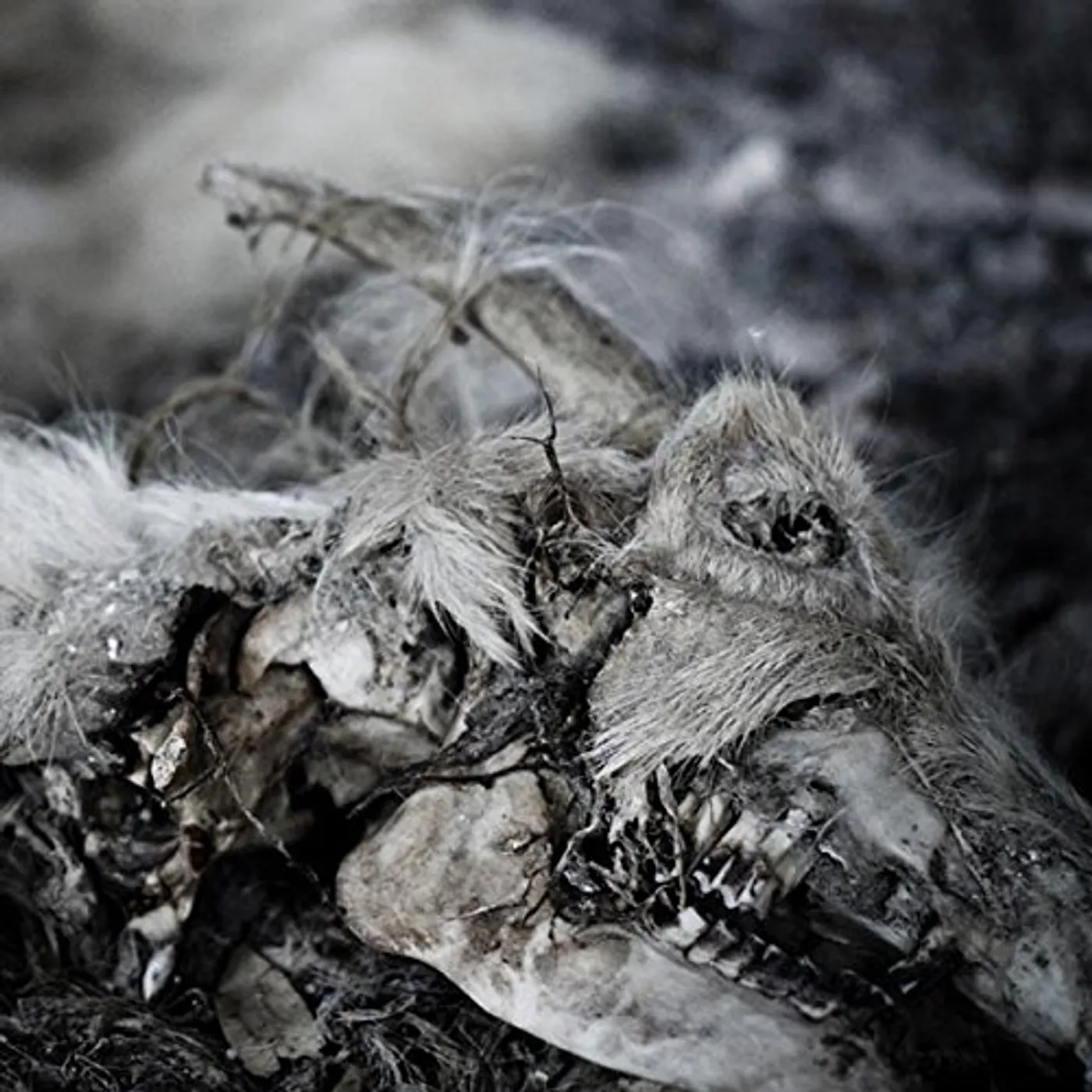 Aphonic Threnody WHEN DEATH COMES CD