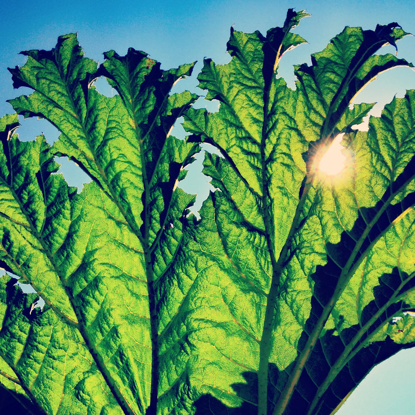 Pfarmers Gunnera Vinyl Record