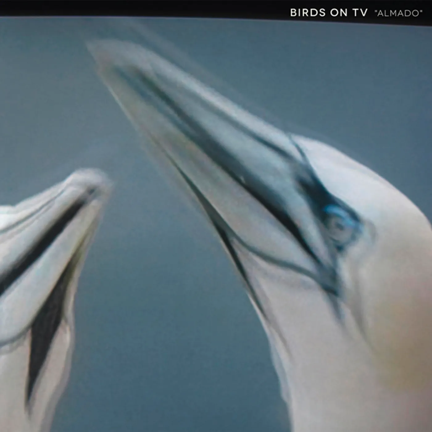 Birds On TV ALMADO Vinyl Record
