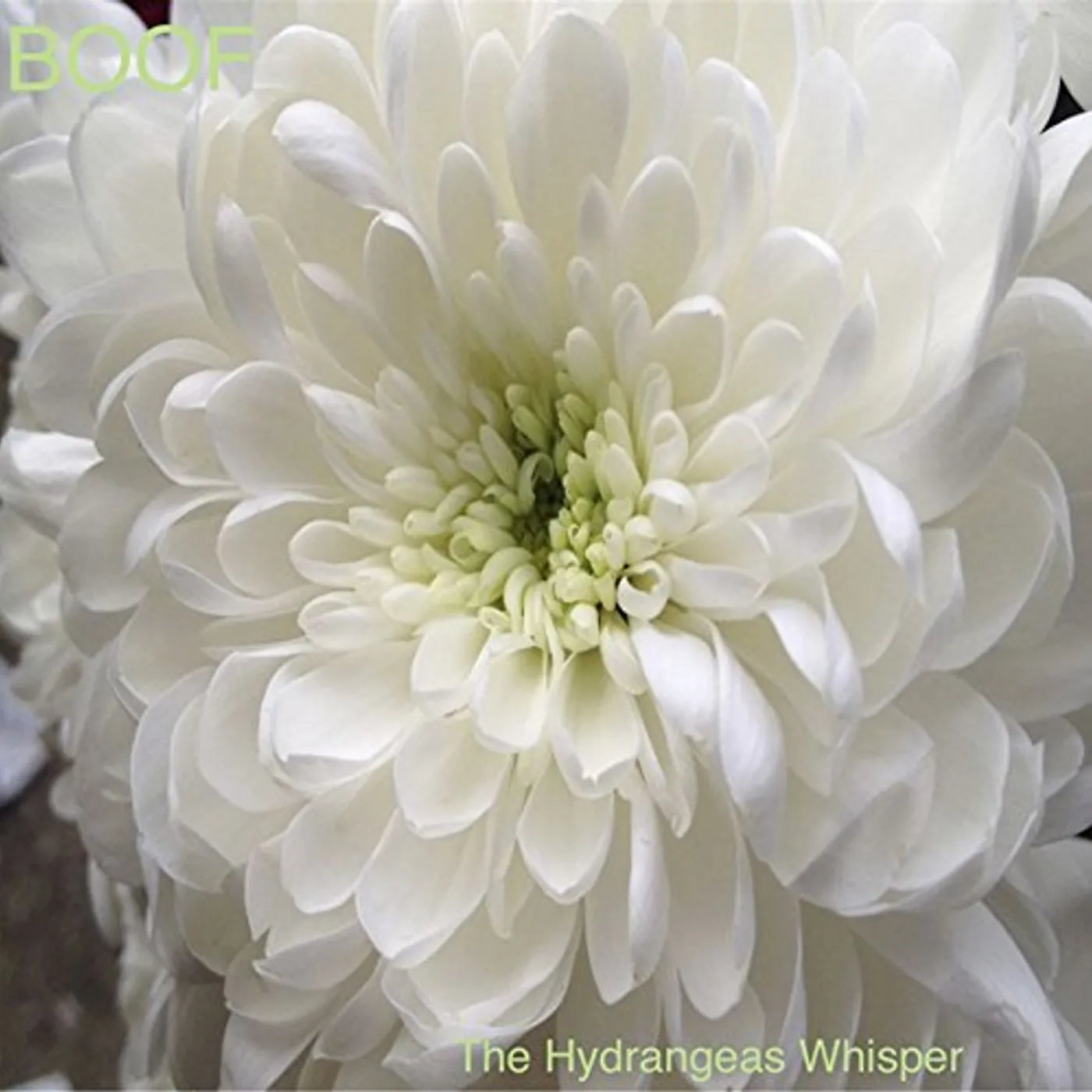 Boof HYDRANGEAS WHISPER CD
