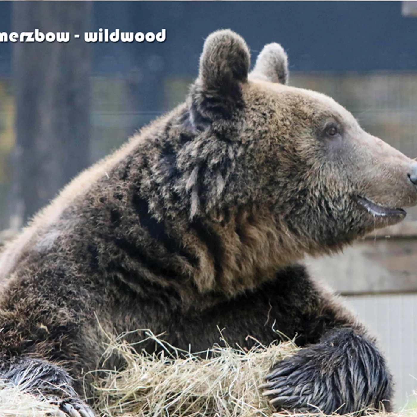 Merzbow WILDWOOD CD
