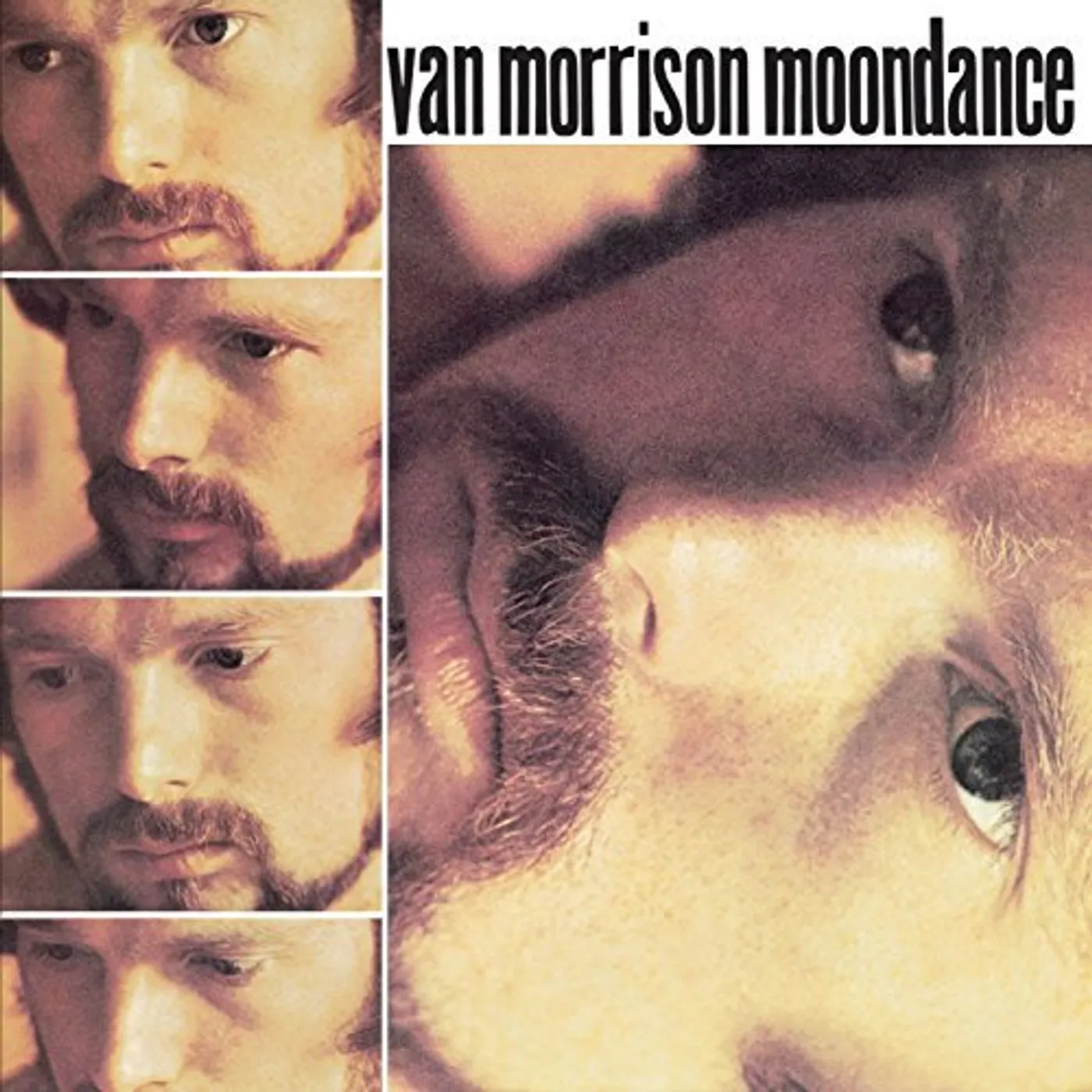 Van Morrison Moondance Vinyl Record
