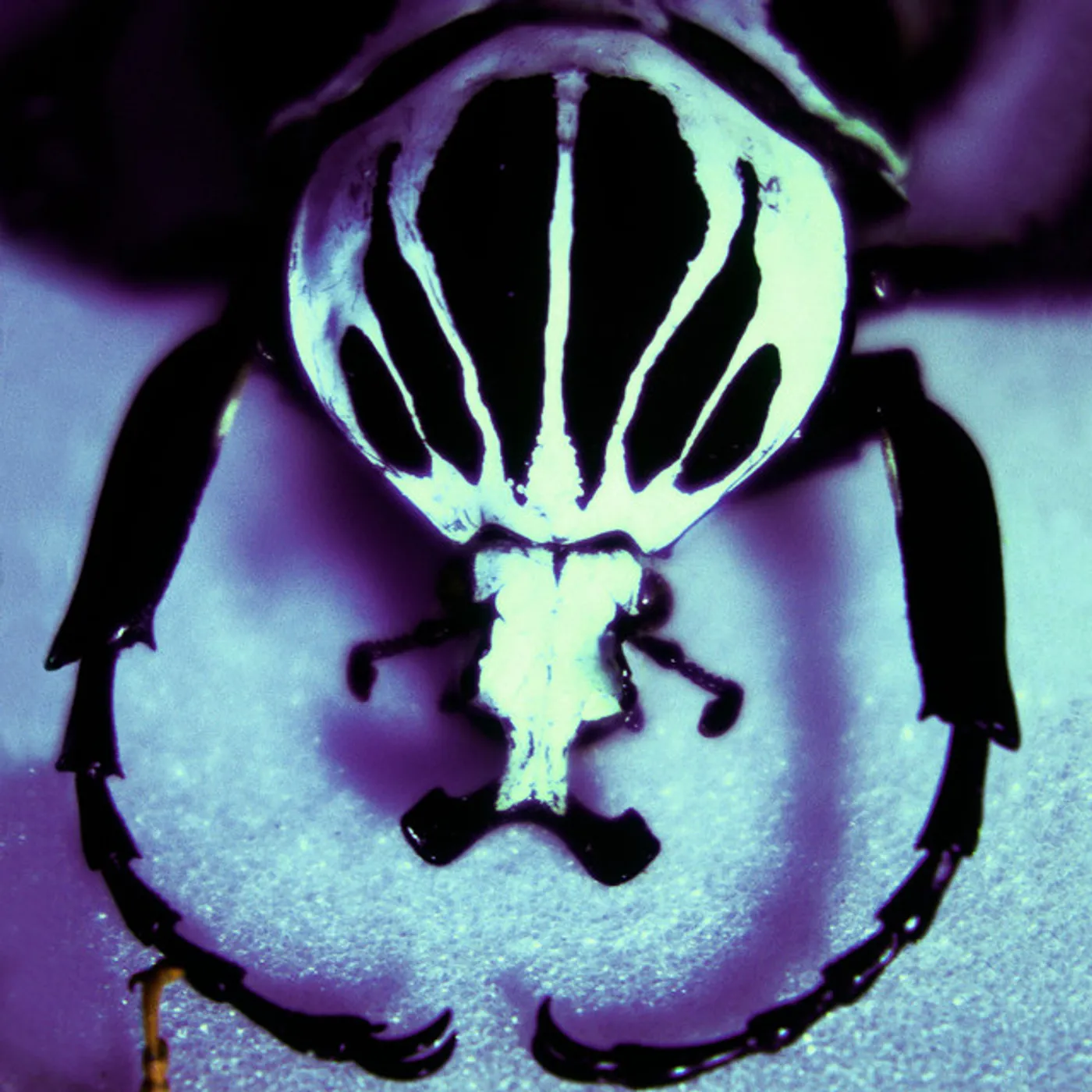 The Age Of Electric Make a Pest a Pet Vinyl Record