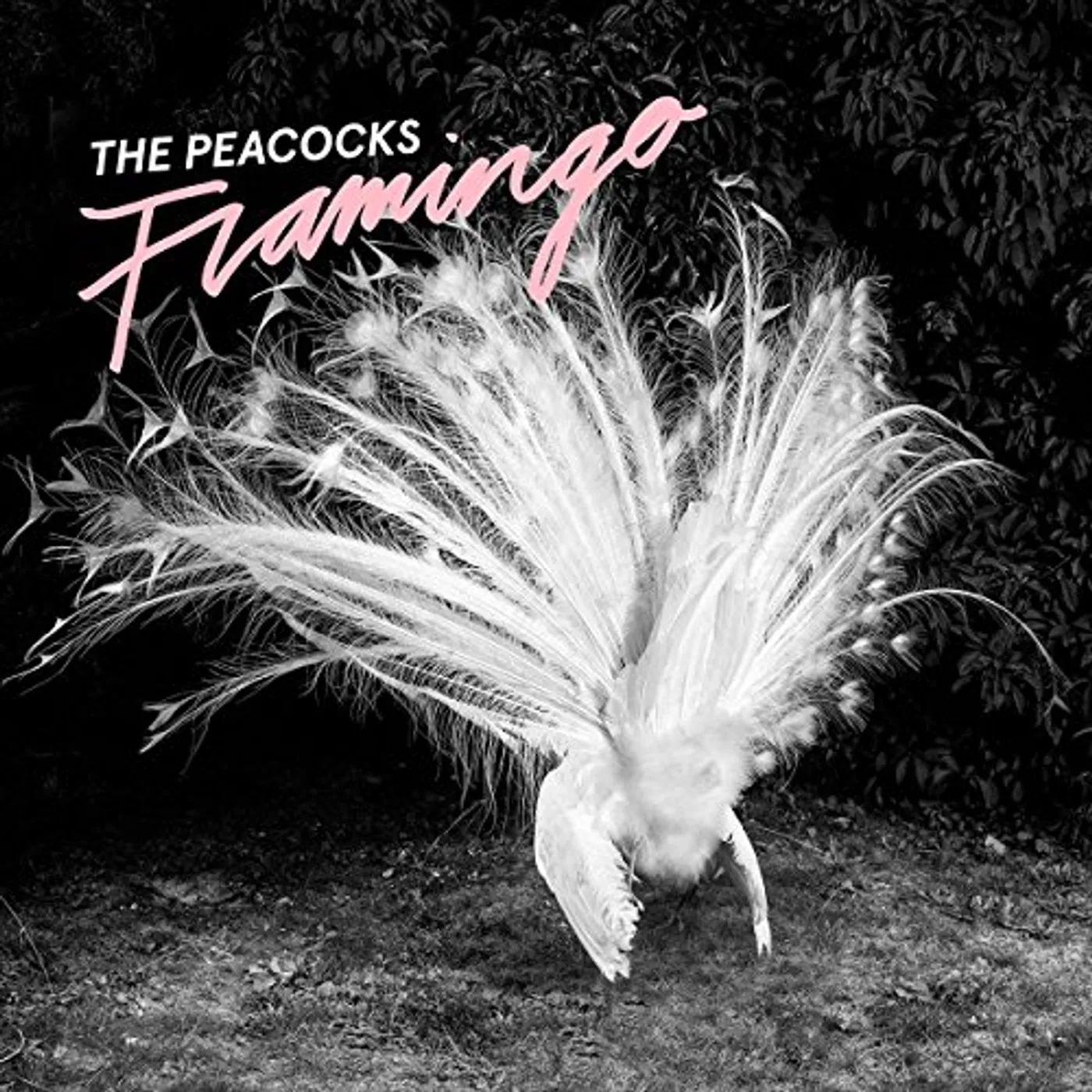 The Peacocks Flamingo Vinyl Record