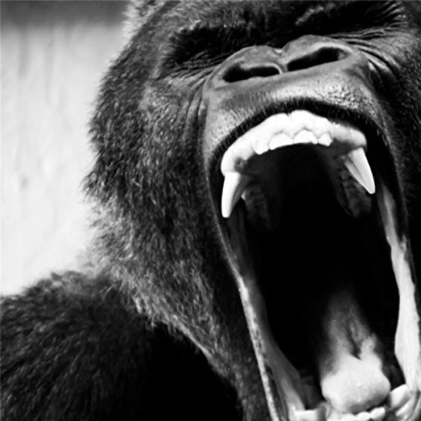 APE SHIFTER CD
