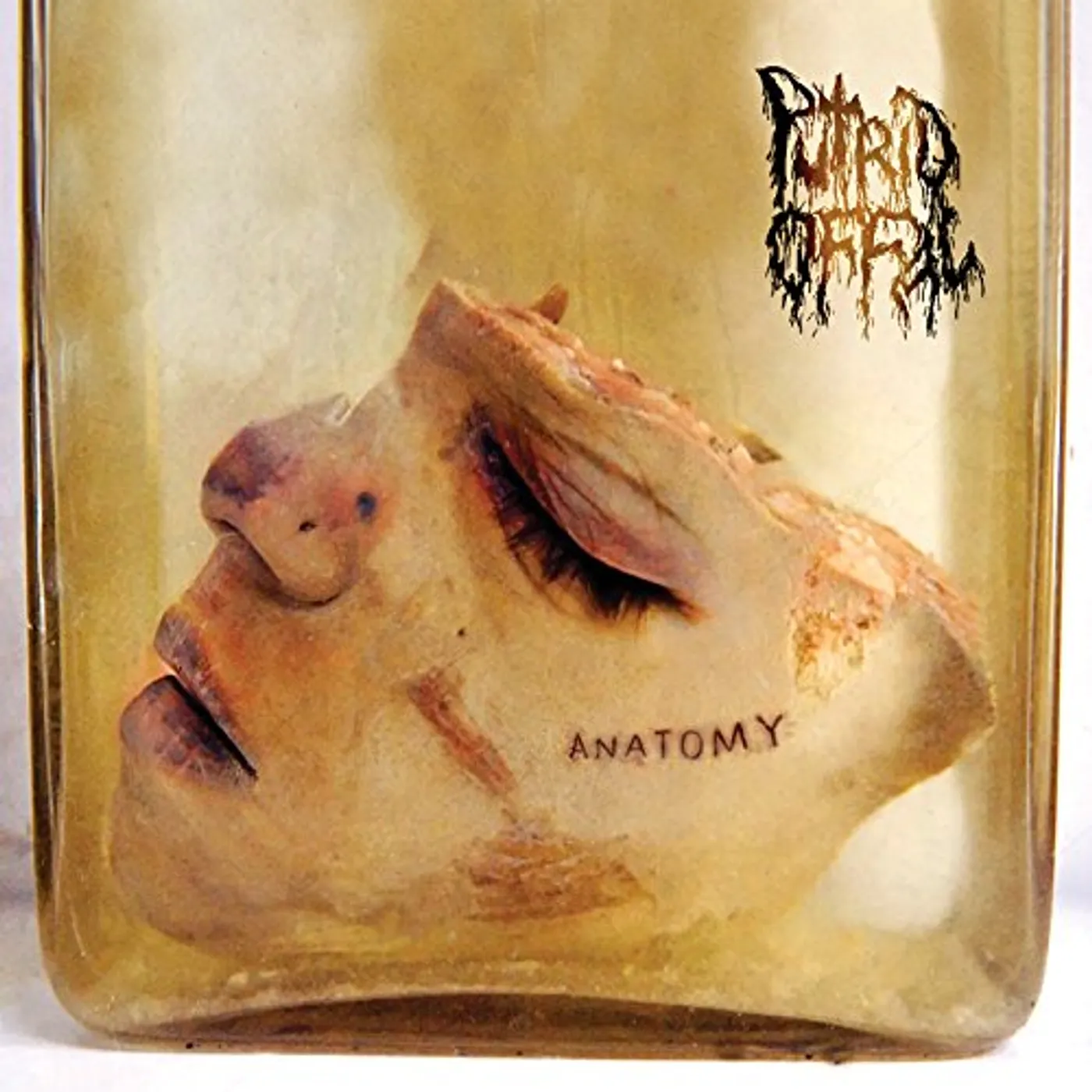 Putrid Offal ANATOMY CD
