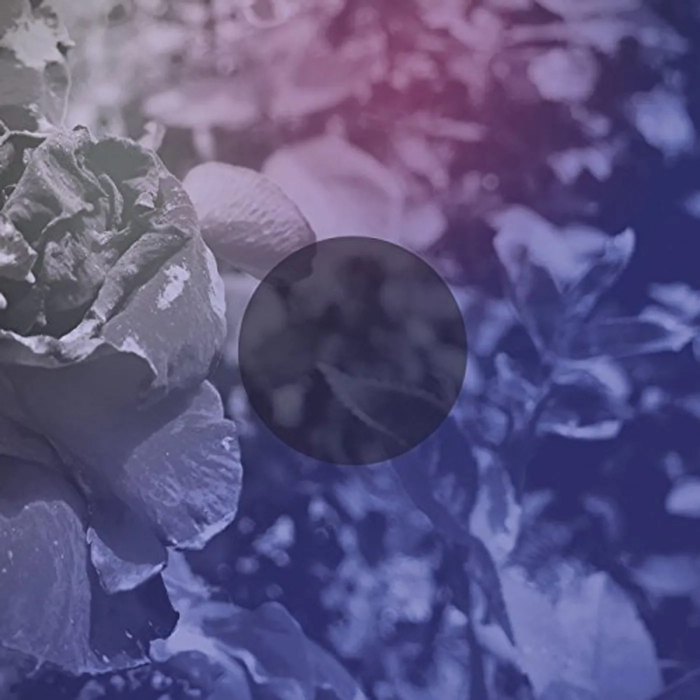 See Through Dresses Vinyl Record