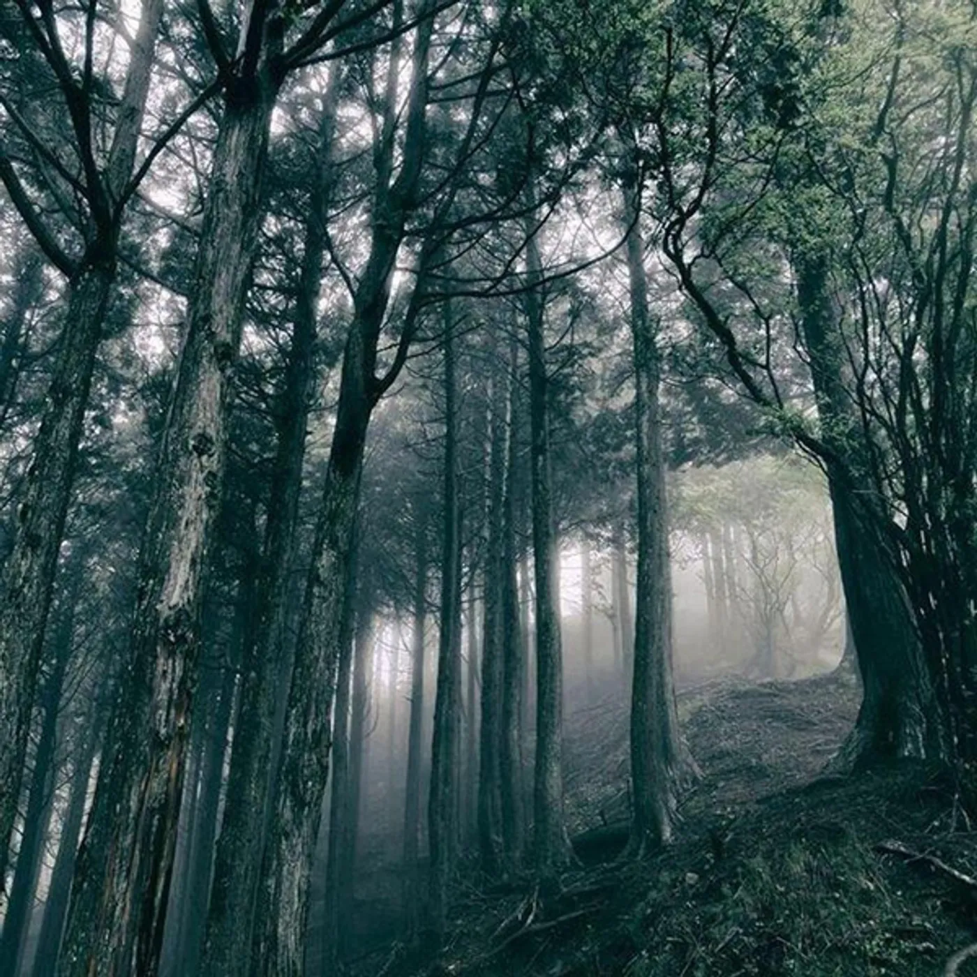 Akira Kosemura In The Dark Woods Vinyl Record