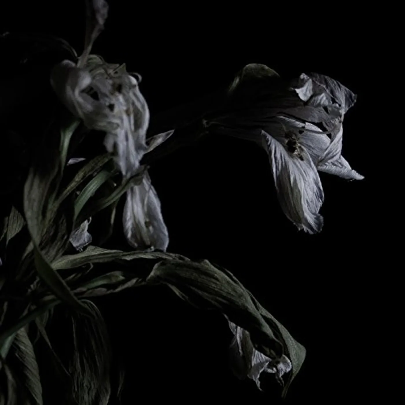 Cavernlight As We Cup Our Hands And Drink From The Stream Of Our Ache Vinyl Record