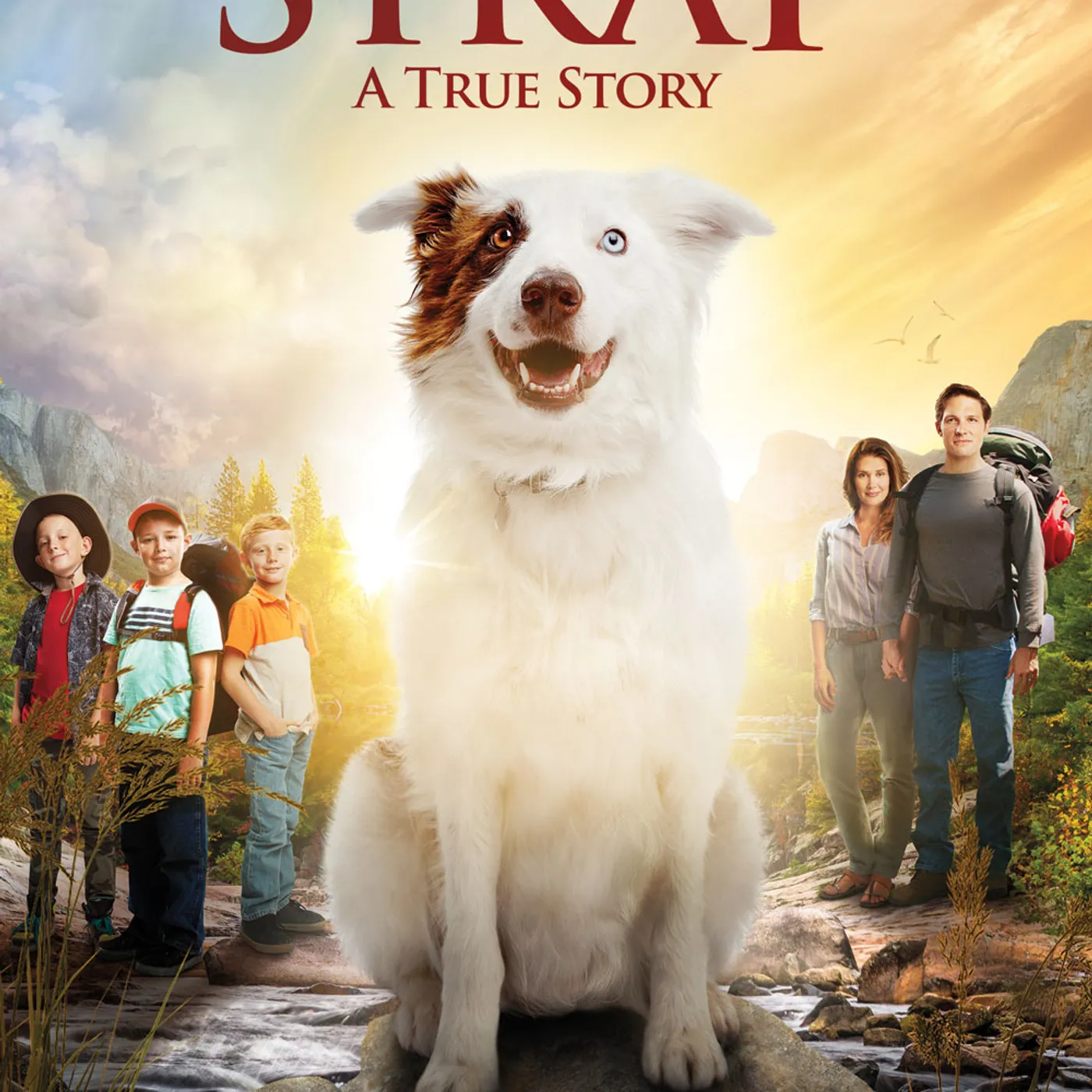 Stray DVD