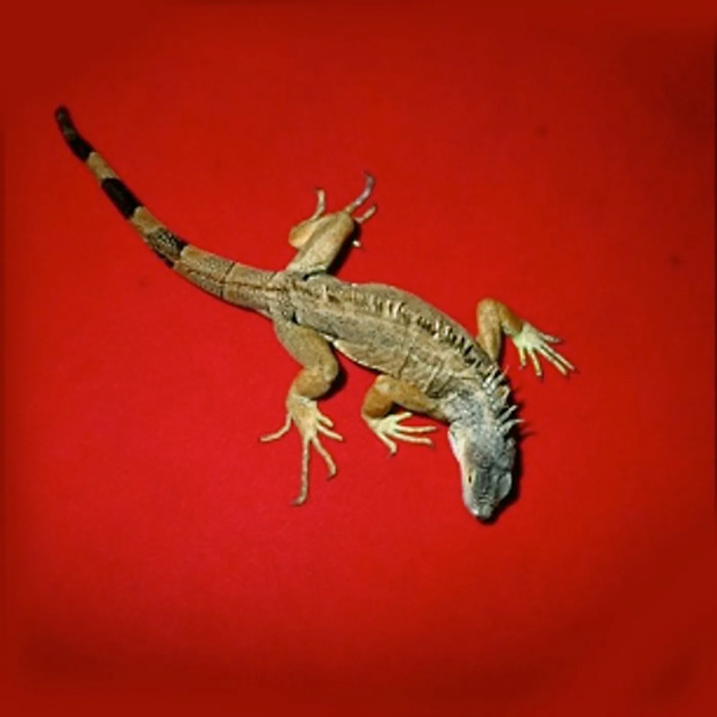 Giovanni Di Domenico / Jim O'Rourke DELIVERY HEALTH Vinyl Record